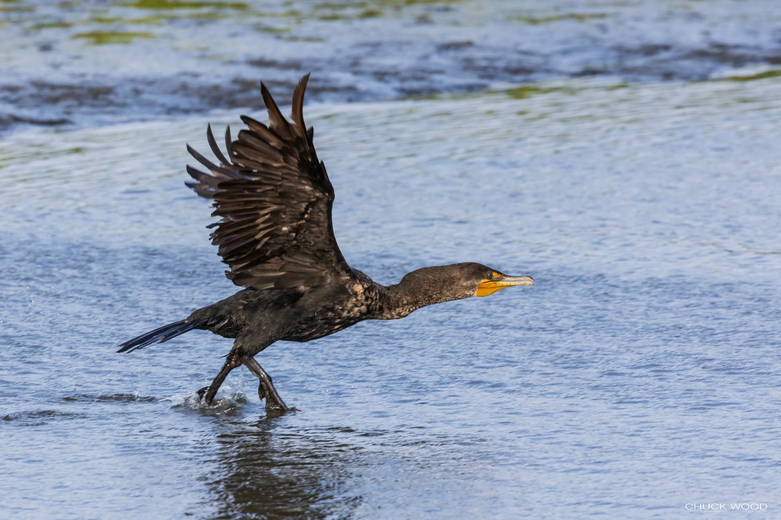  Forsythe NWR, NJ 2021 