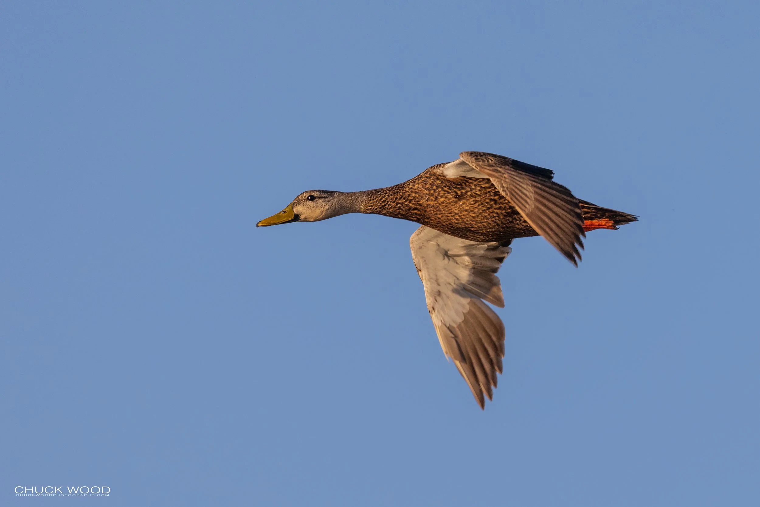  Merritt Island, FL 2021 