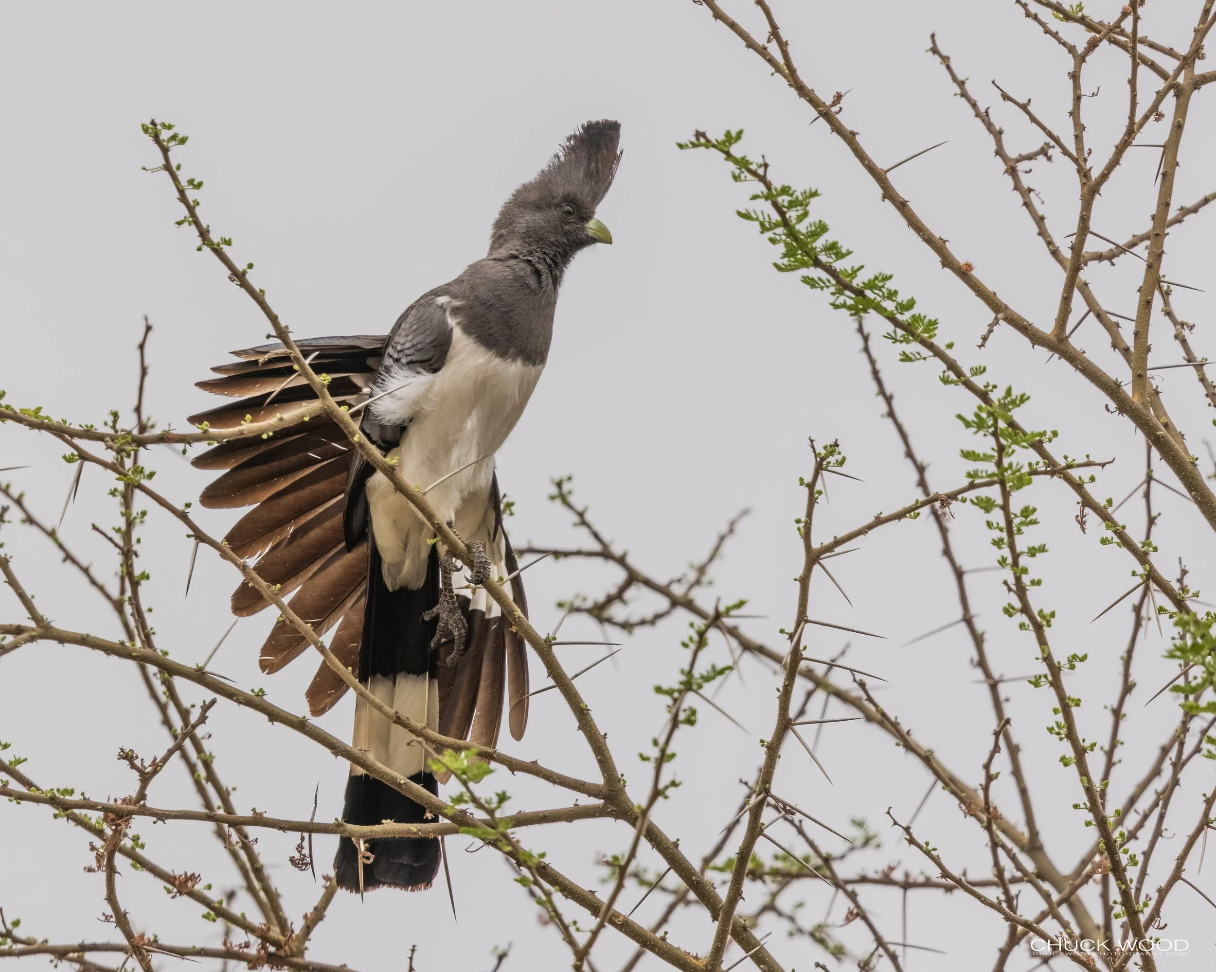  Tarangire, Tanzania 2021 