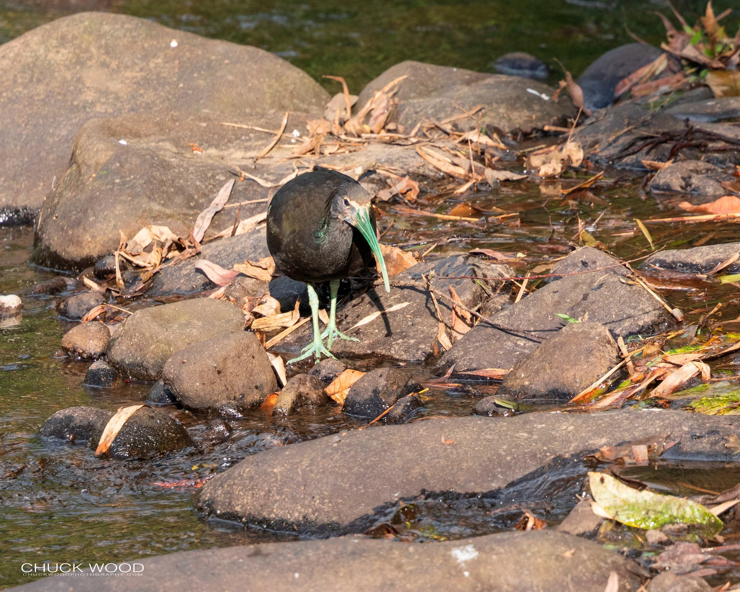  Tuis River Valley, Costa Rica 2020 