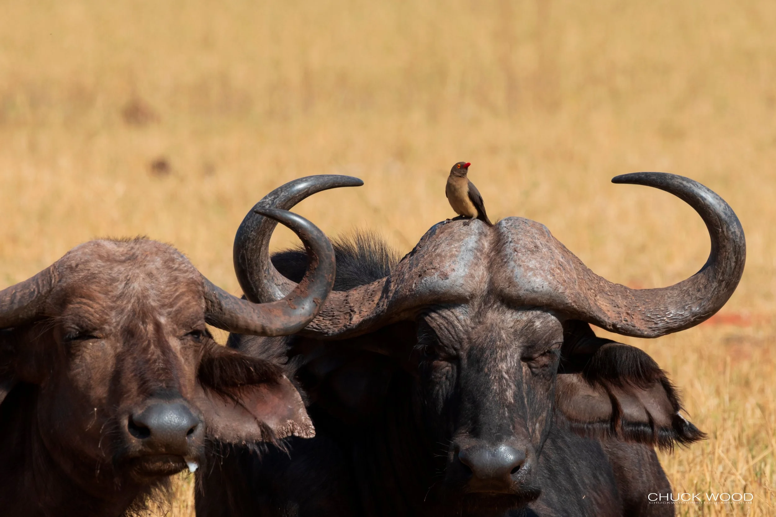  Lake Kariba, Zimbabwe 2019 