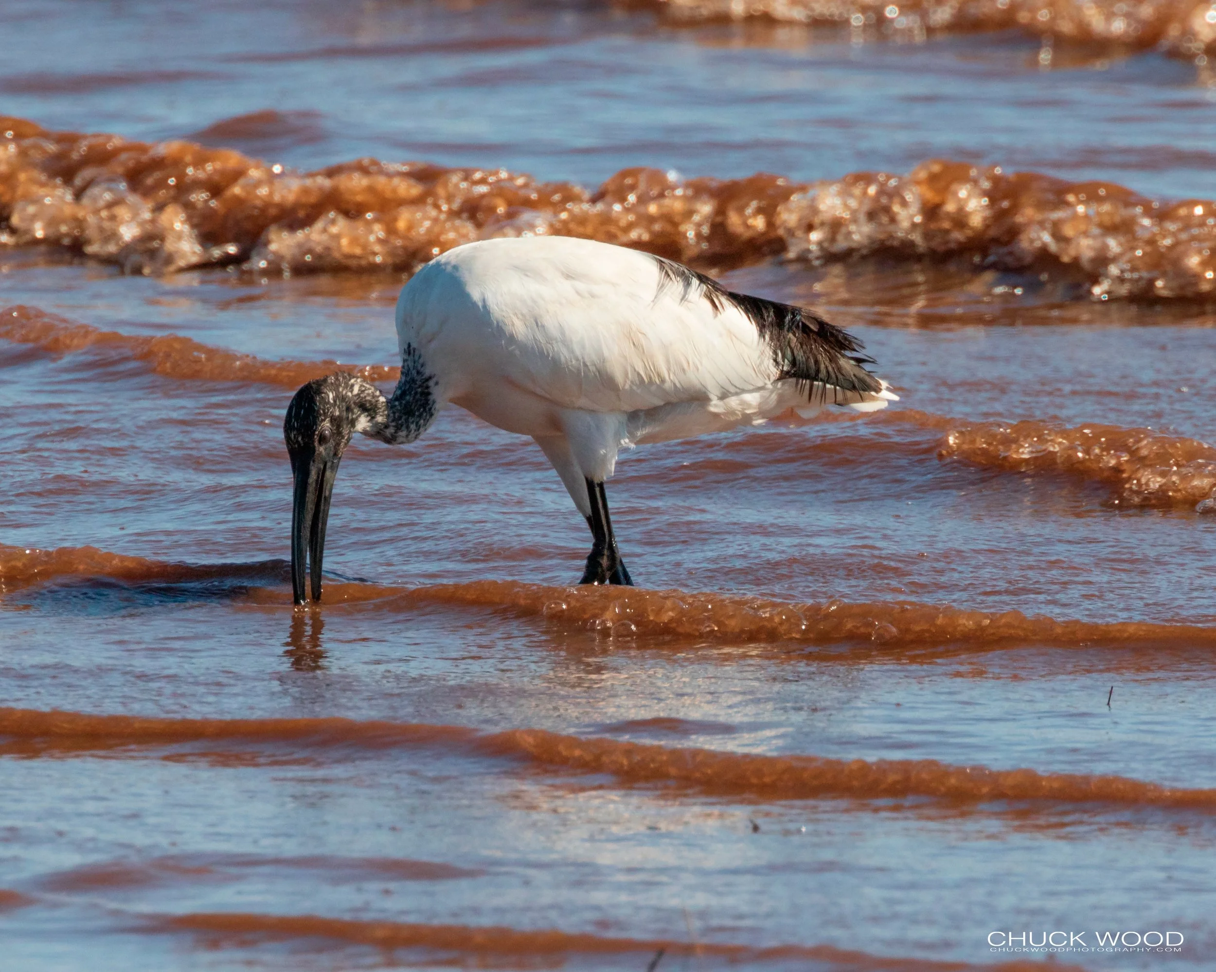  Lake Kariba, Zimbabwe 2019 