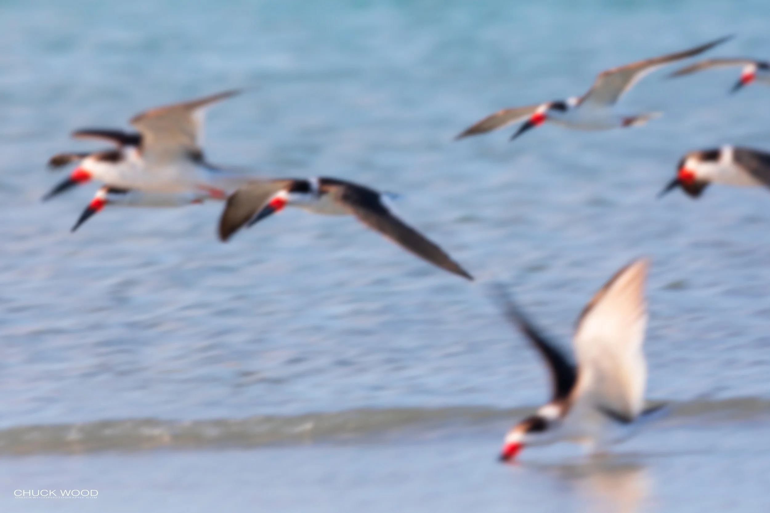  Sebastian Inlet, FL 2020 