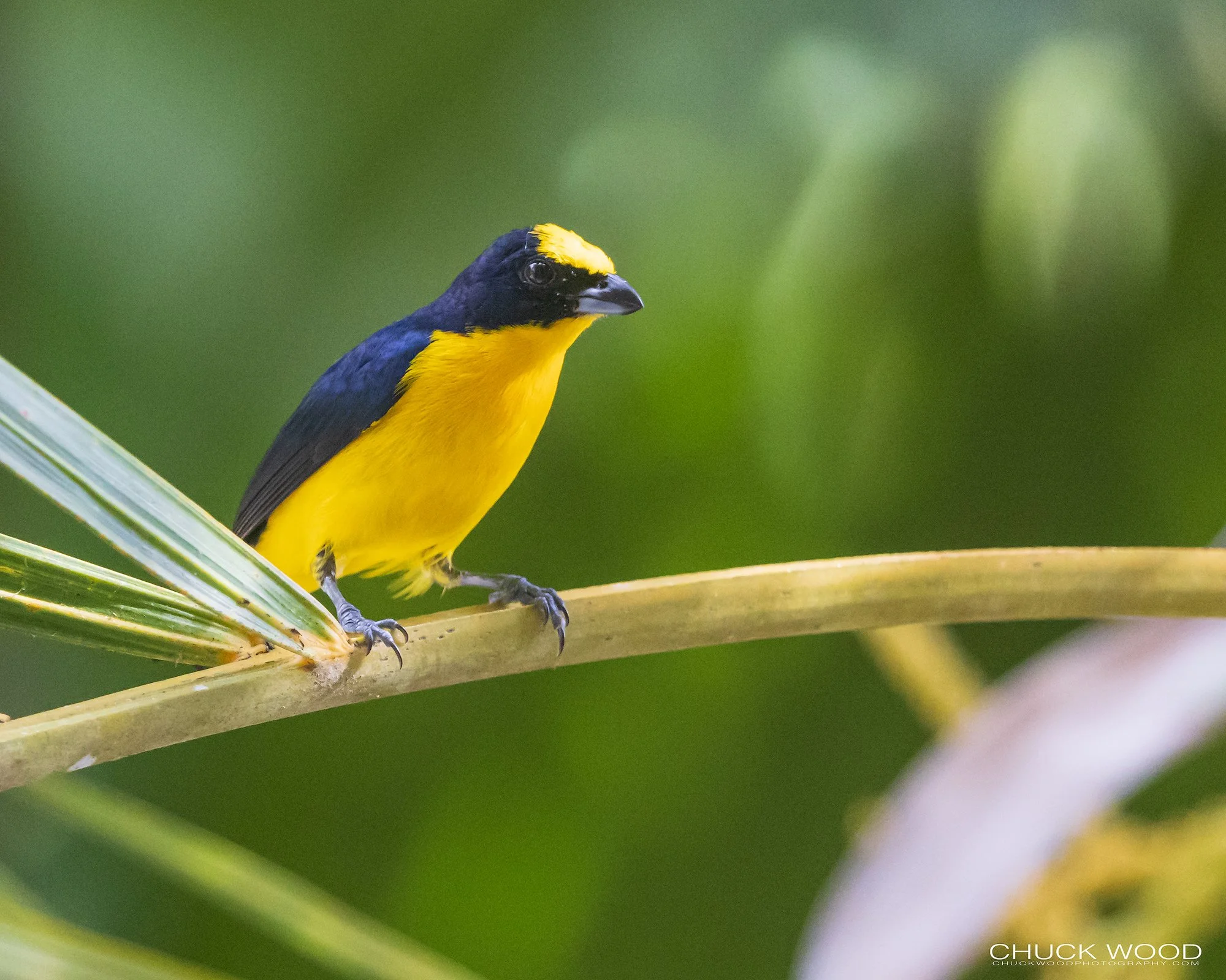  Osa Peninsula, Costa Rica 2022 