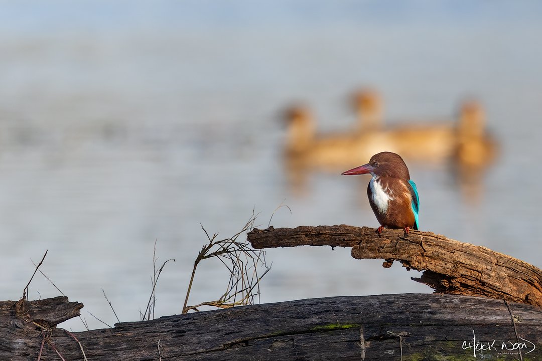  Keoladeo Ghana, India 