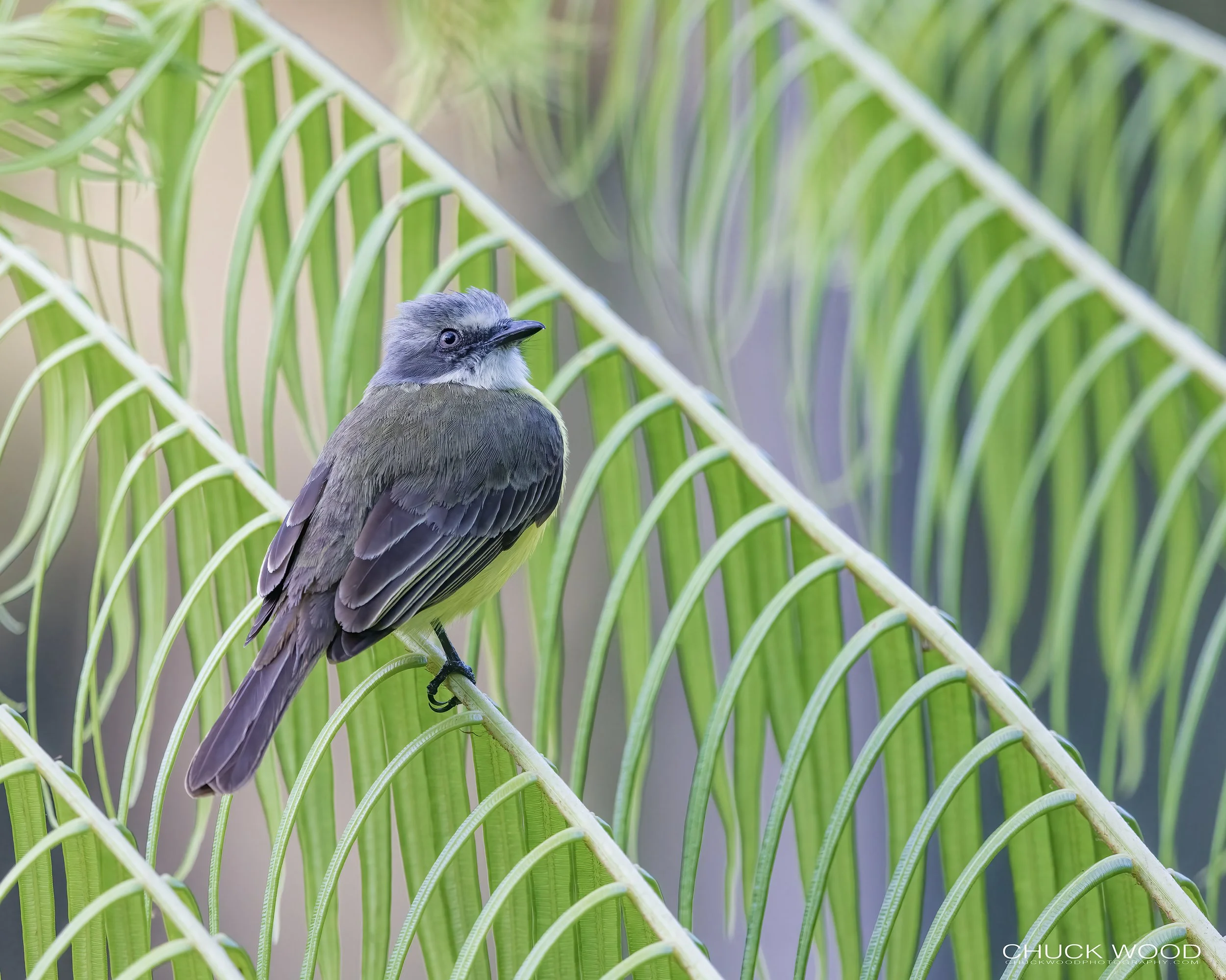  Macaw Lodge, Costa Rica 2023 I/ 