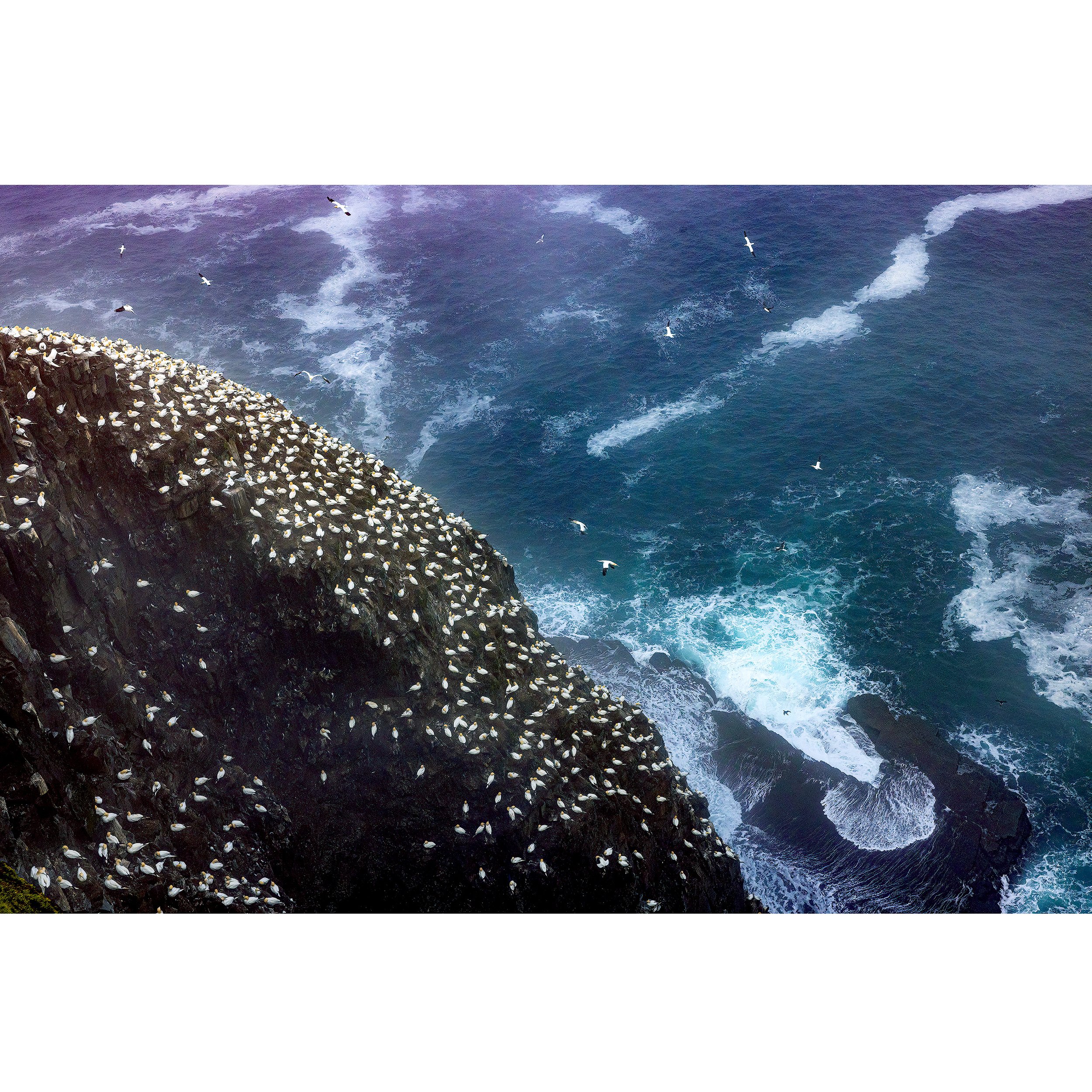 Bird-Rock-2022-square.jpg