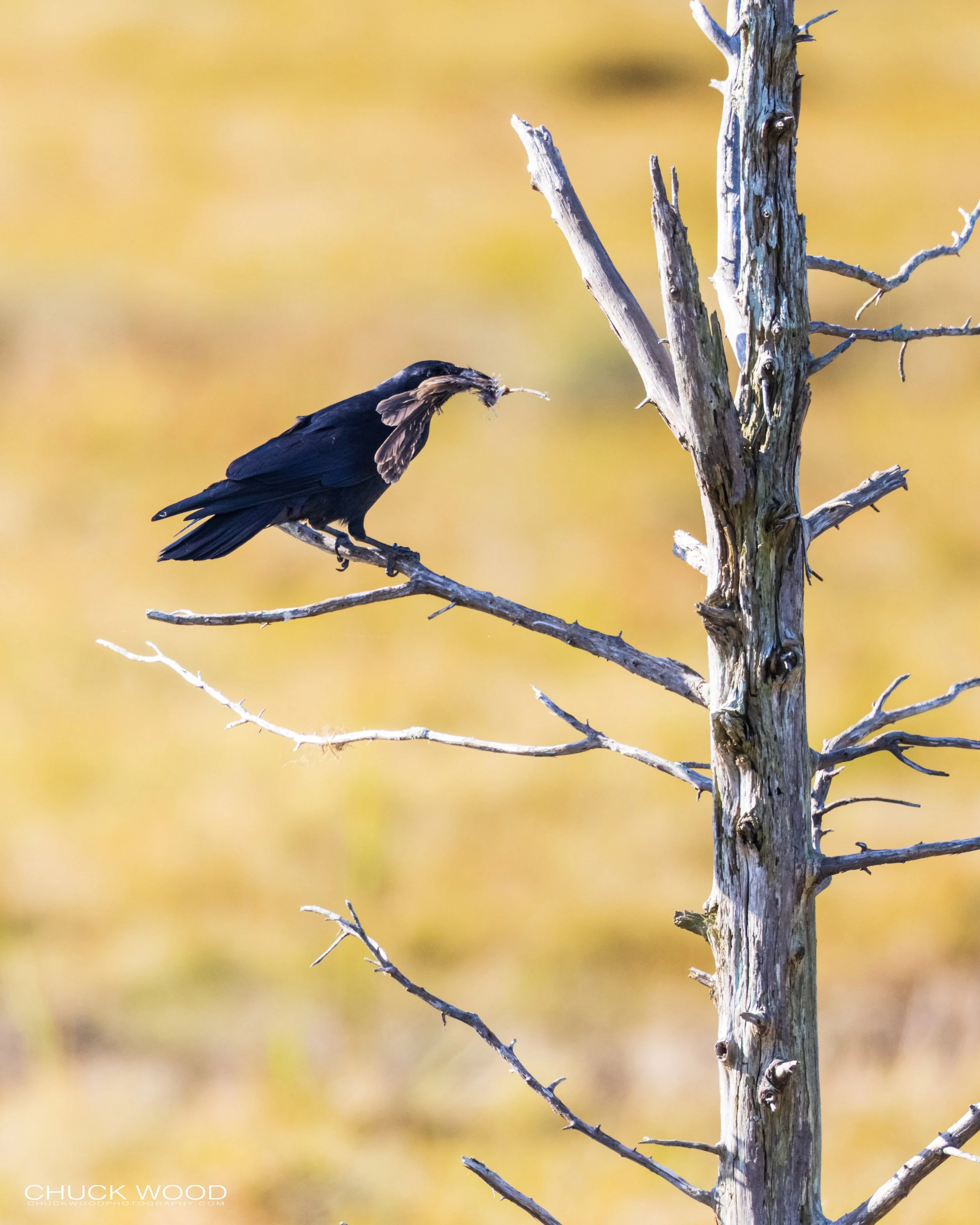  Forsythe NWR, NJ 2020 
