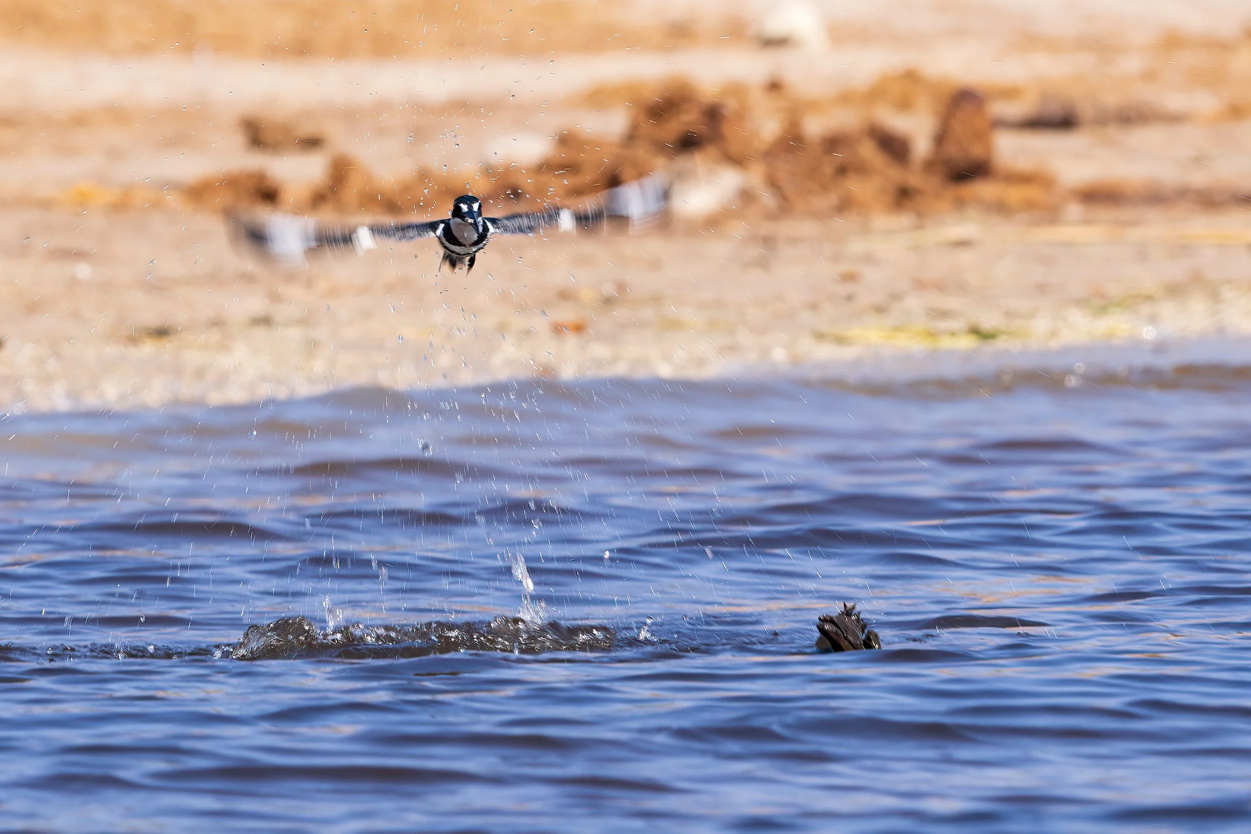  Chobe River, Botswana 2023 