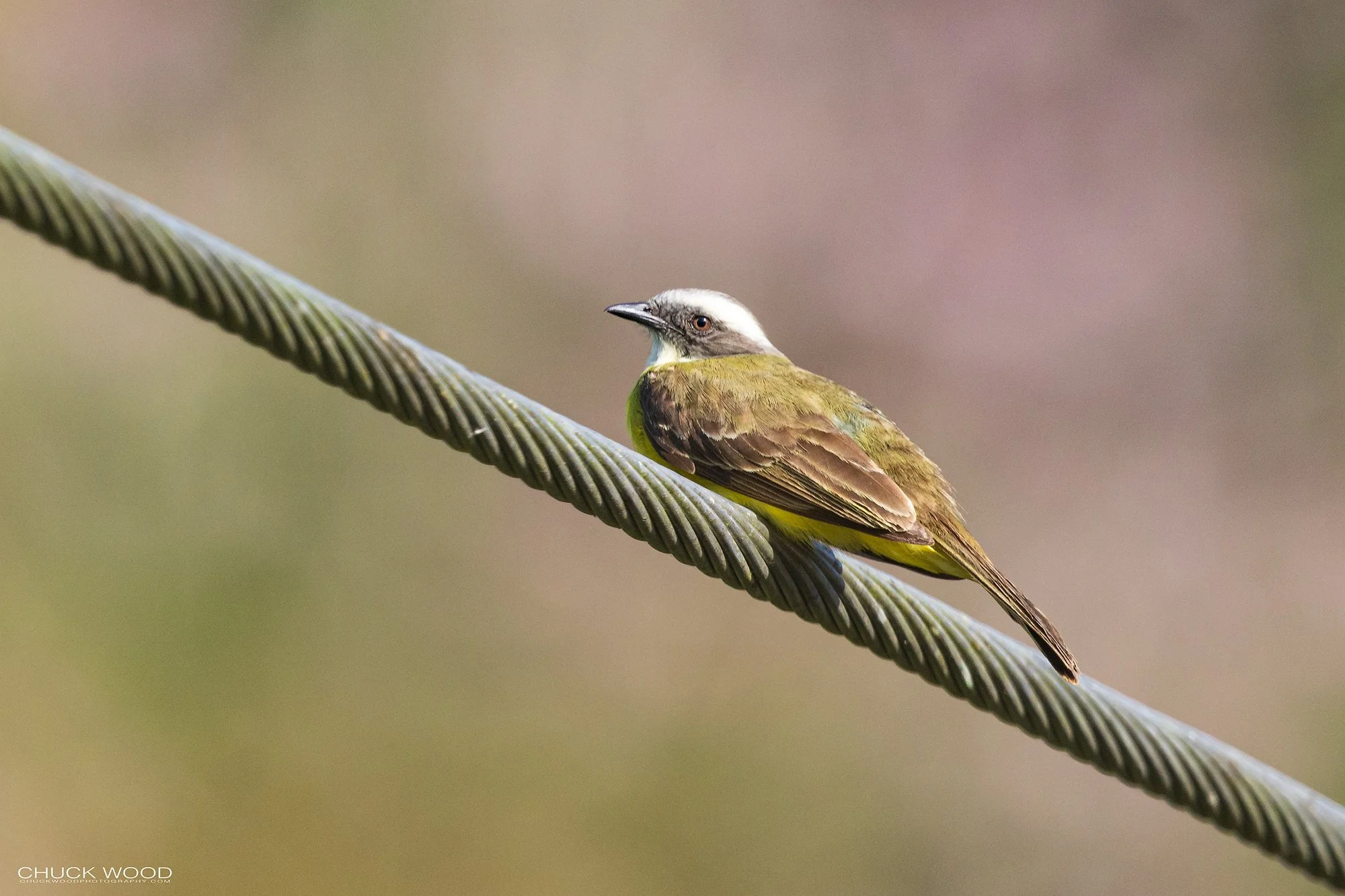  Osa Peninsula, Costa Rica 2022 I/ 