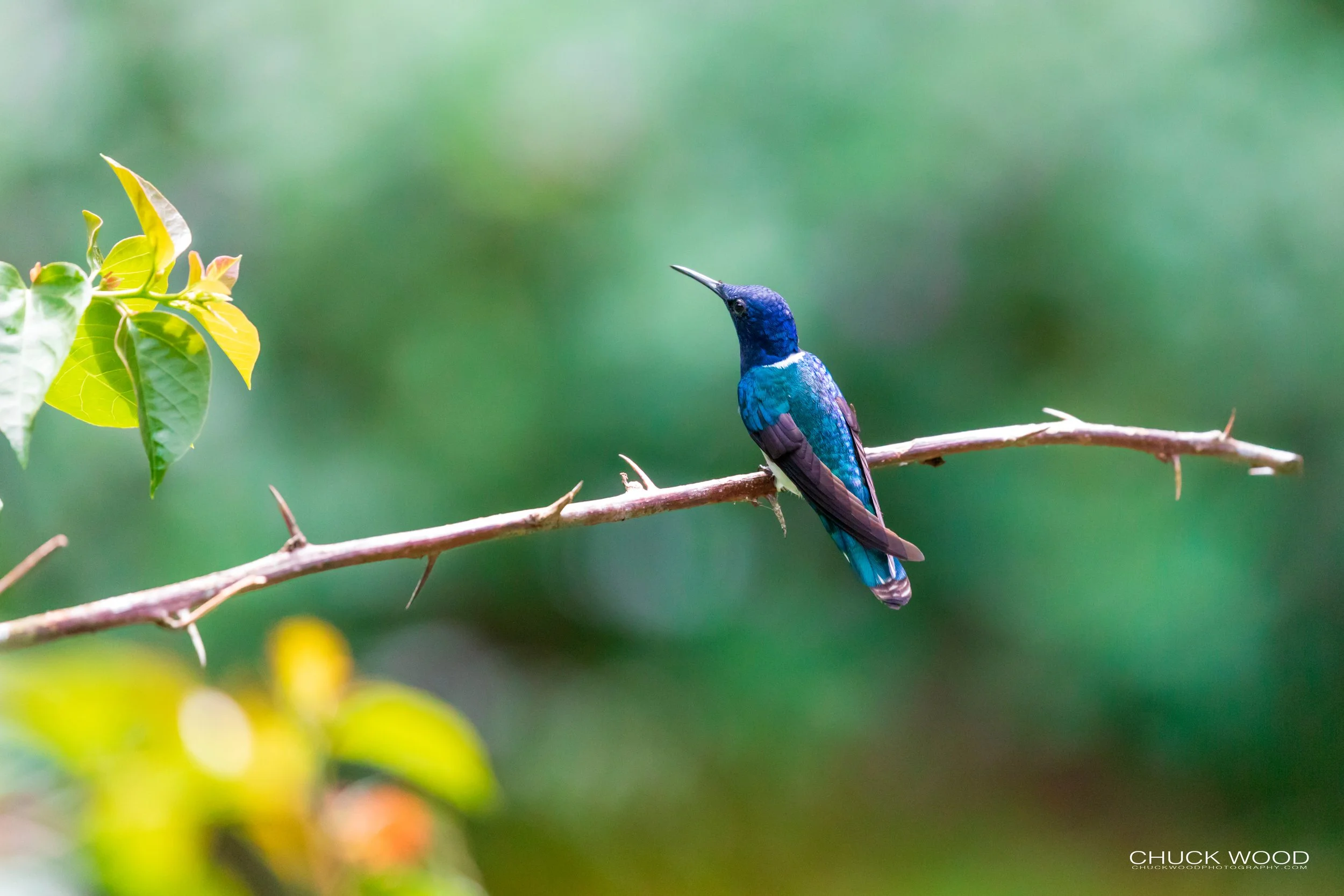  Rancho Naturalista, Costa Rica 2020 