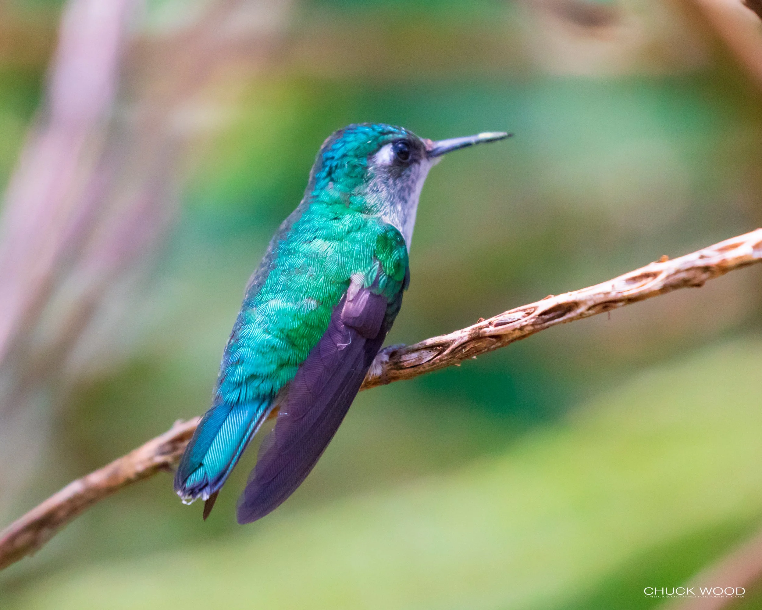  Rancho Naturalista, Costa Rica 2020 