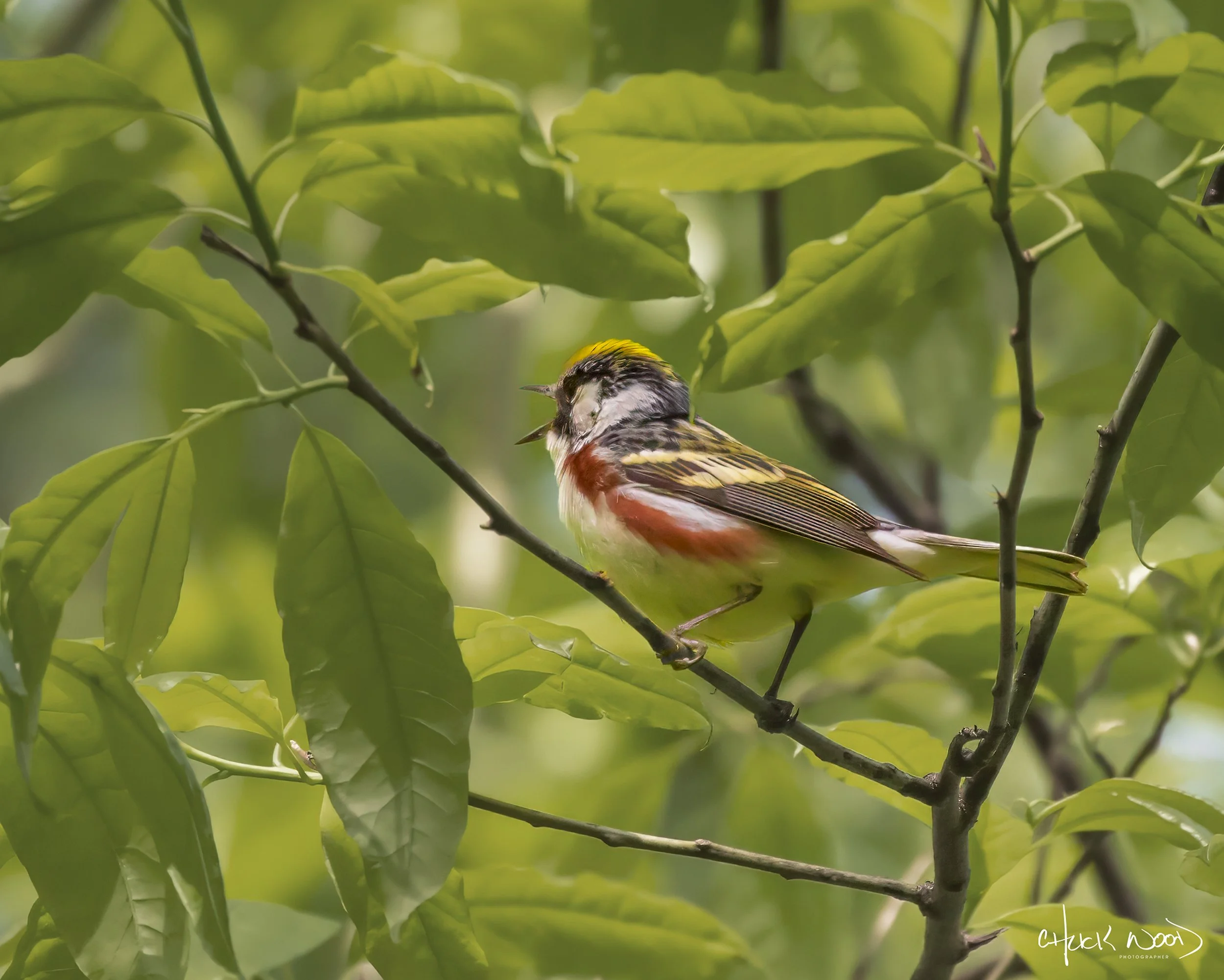  Central Park NYC, 2019 