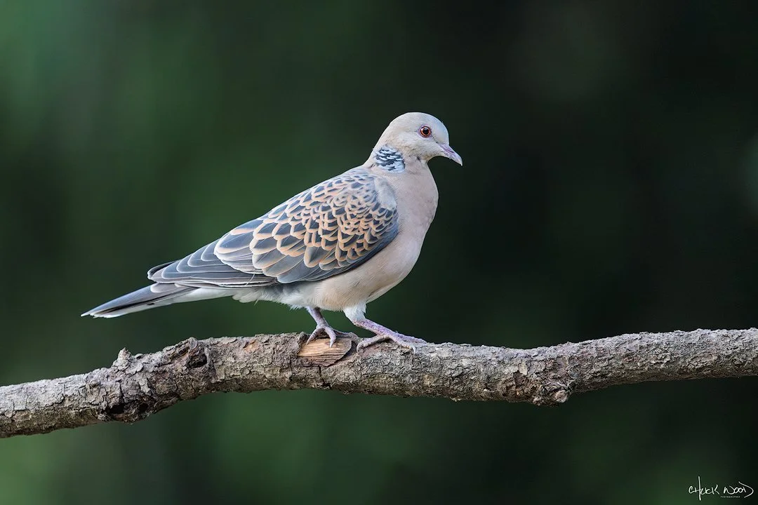  Christian Ashram Estate Sattal, India 2025 