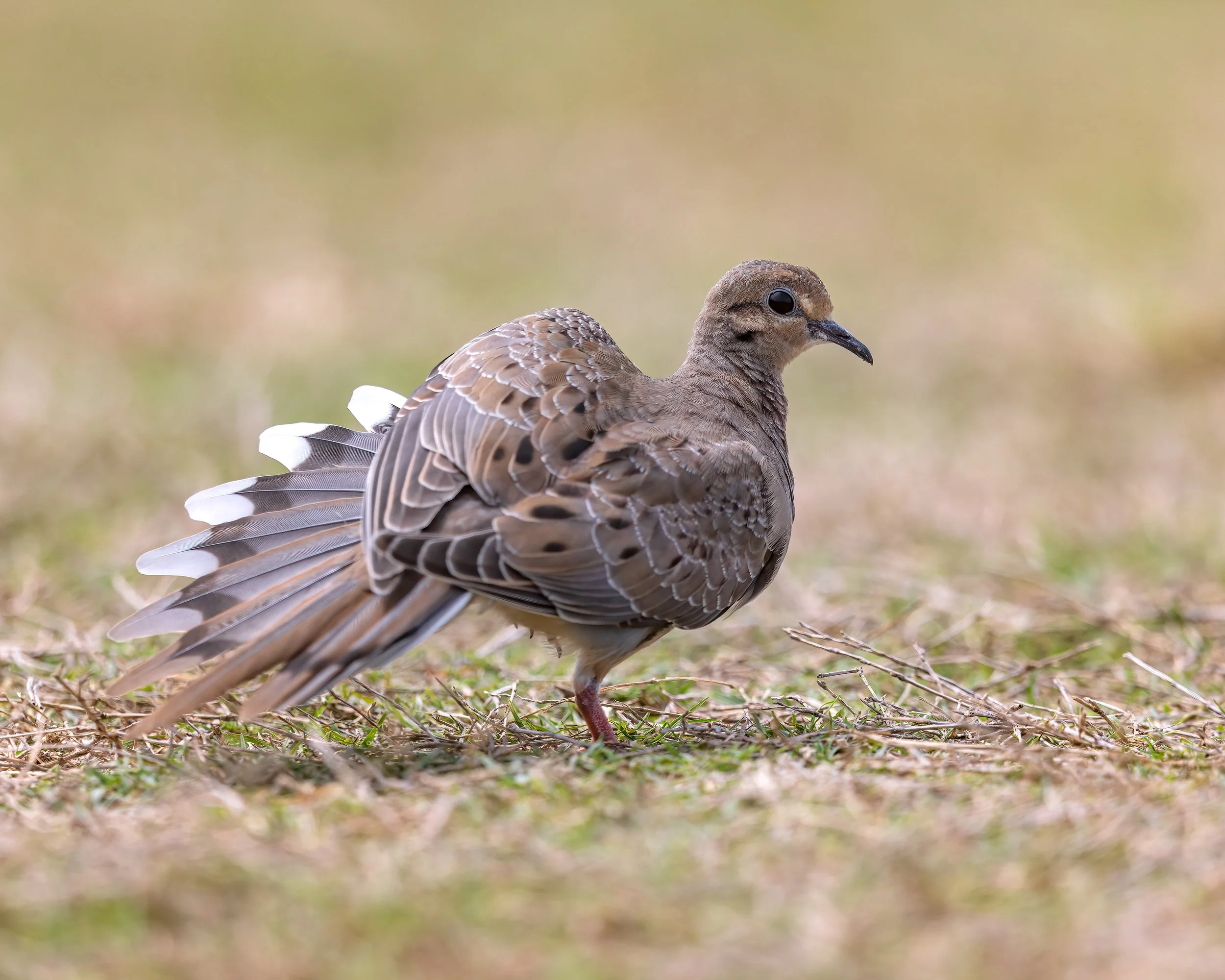  Viera Wetlands, FL 2023 