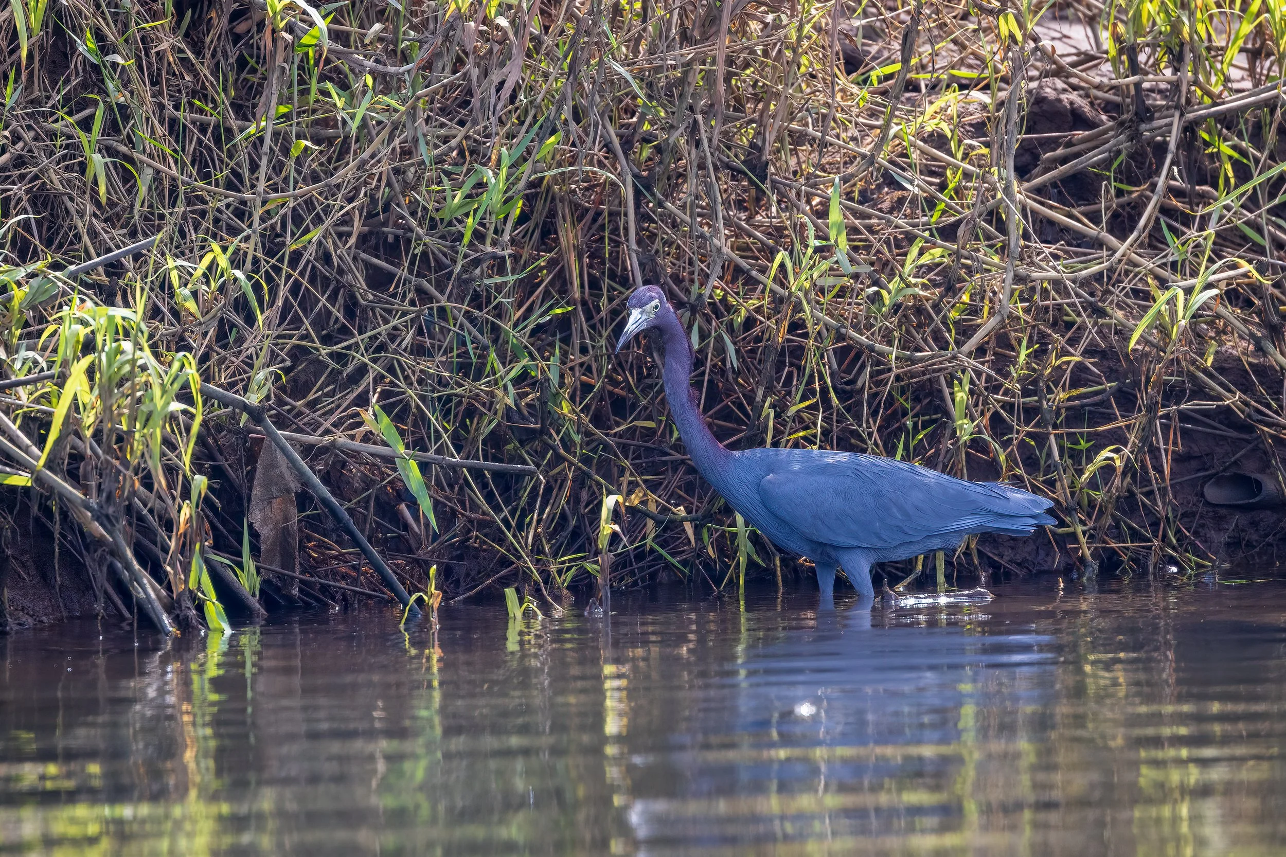  Tarcoles River, Costa Rica 2023 