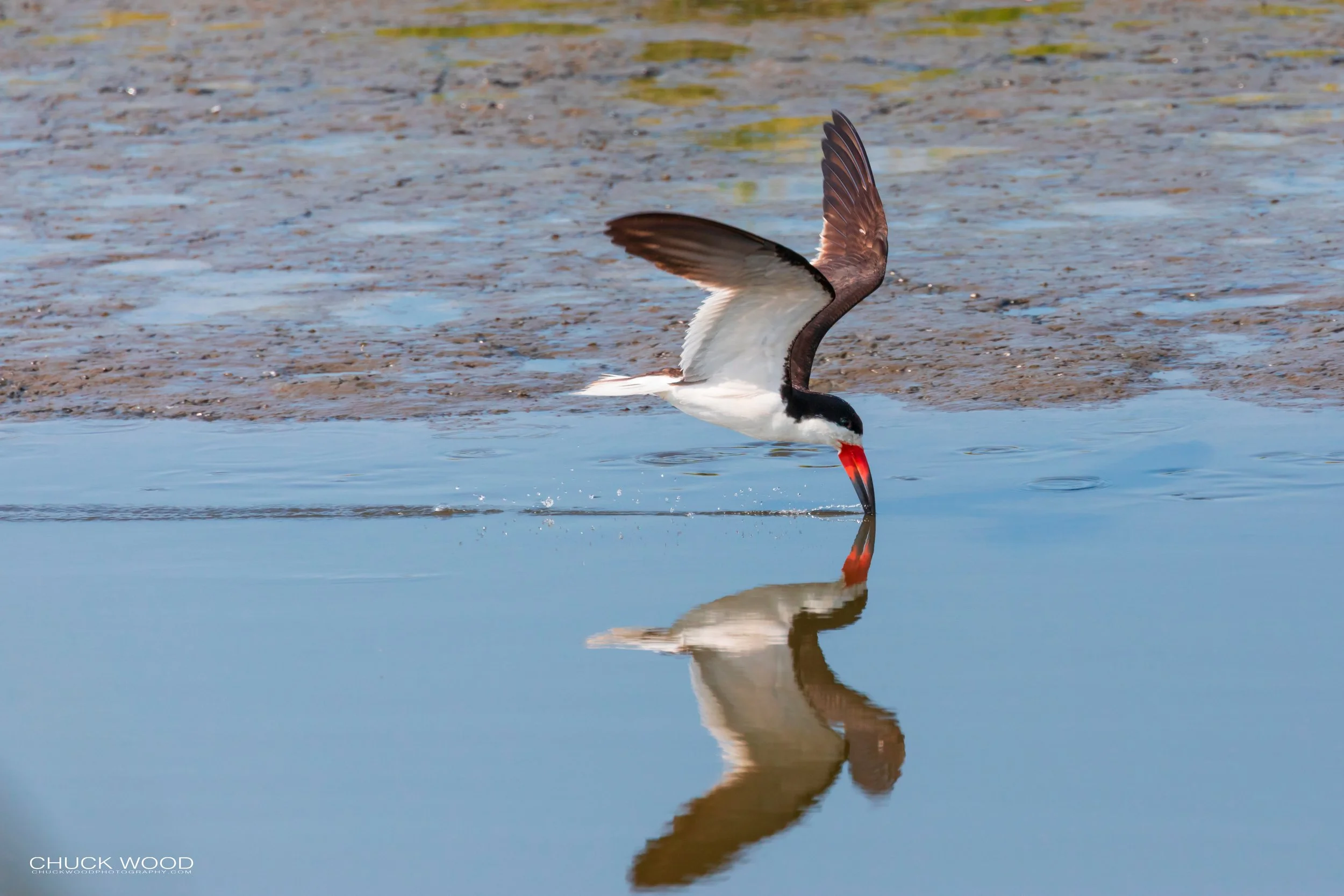  Forsythe NWR, NJ 2019 