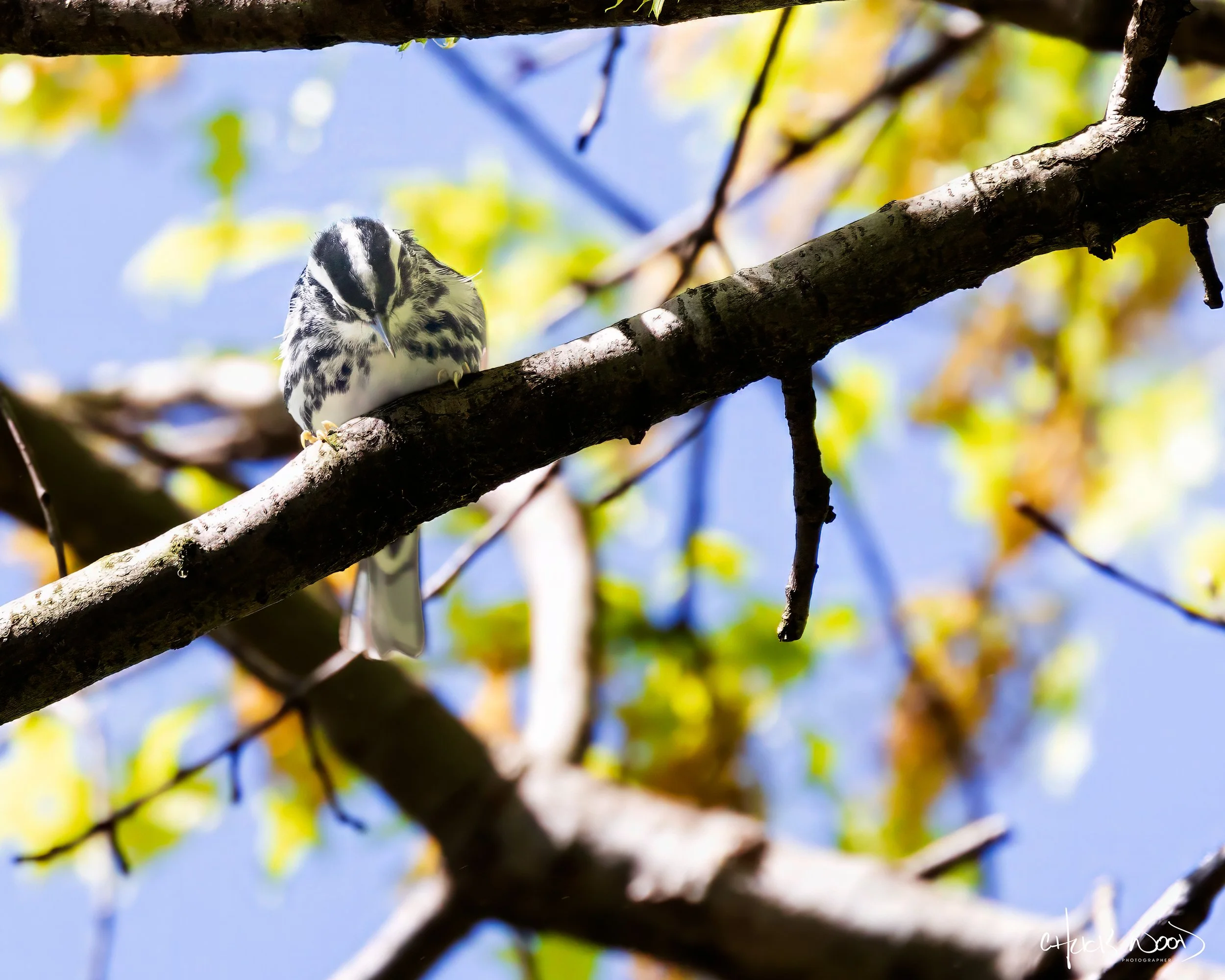  Central Park NYC, 2019 