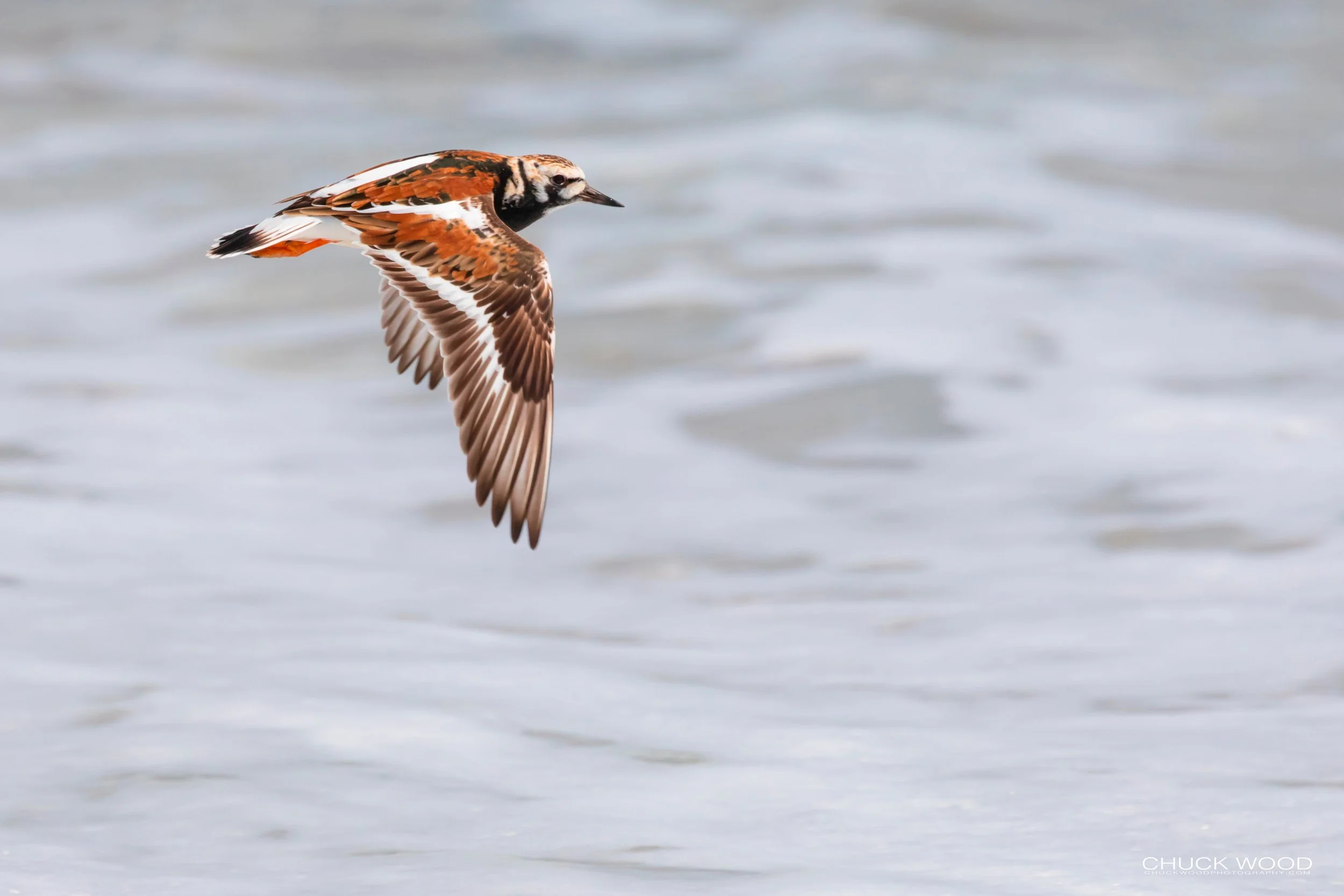  Pea Island NWR, NC 2019 