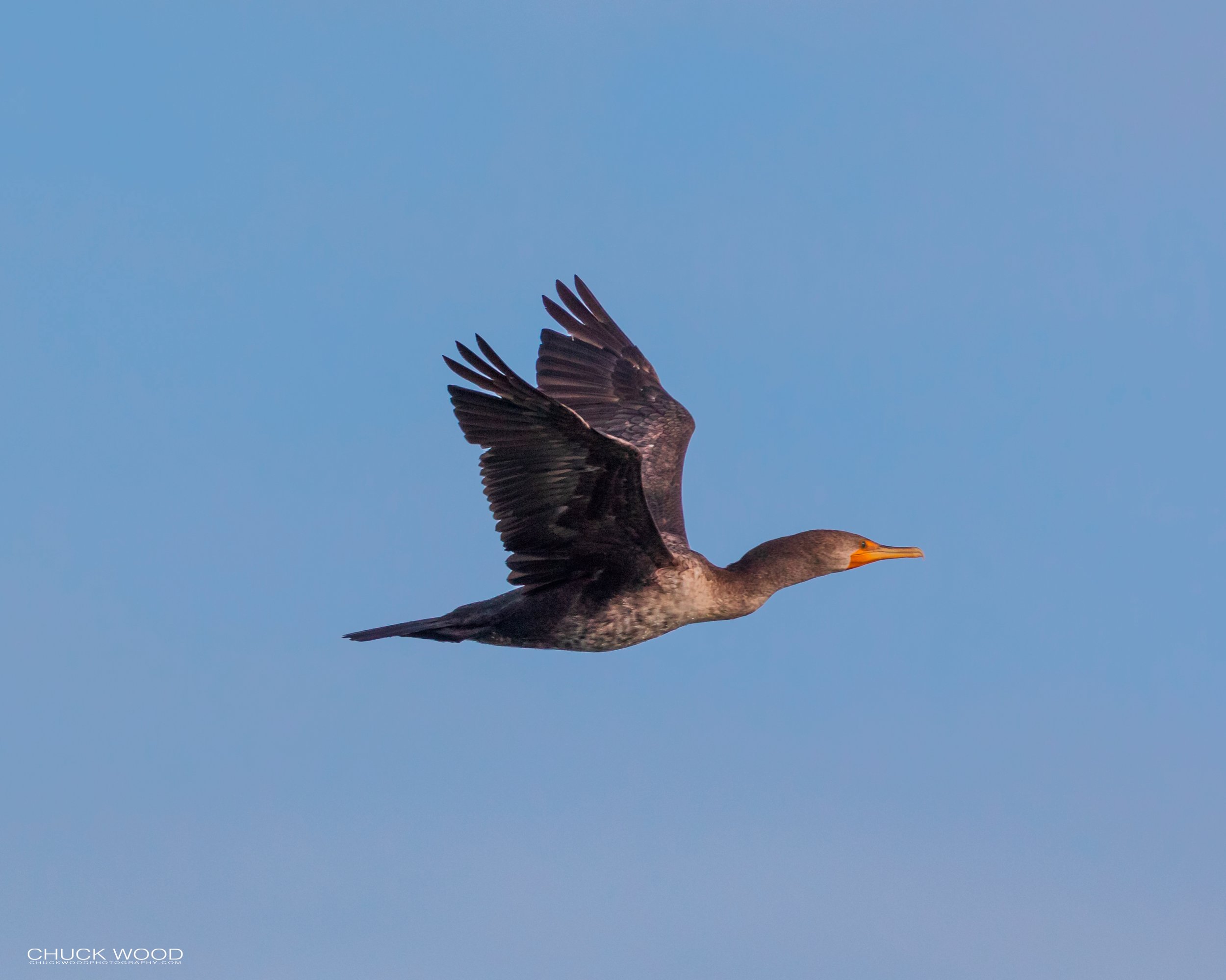  Sebastian Inlet, FL 2020 