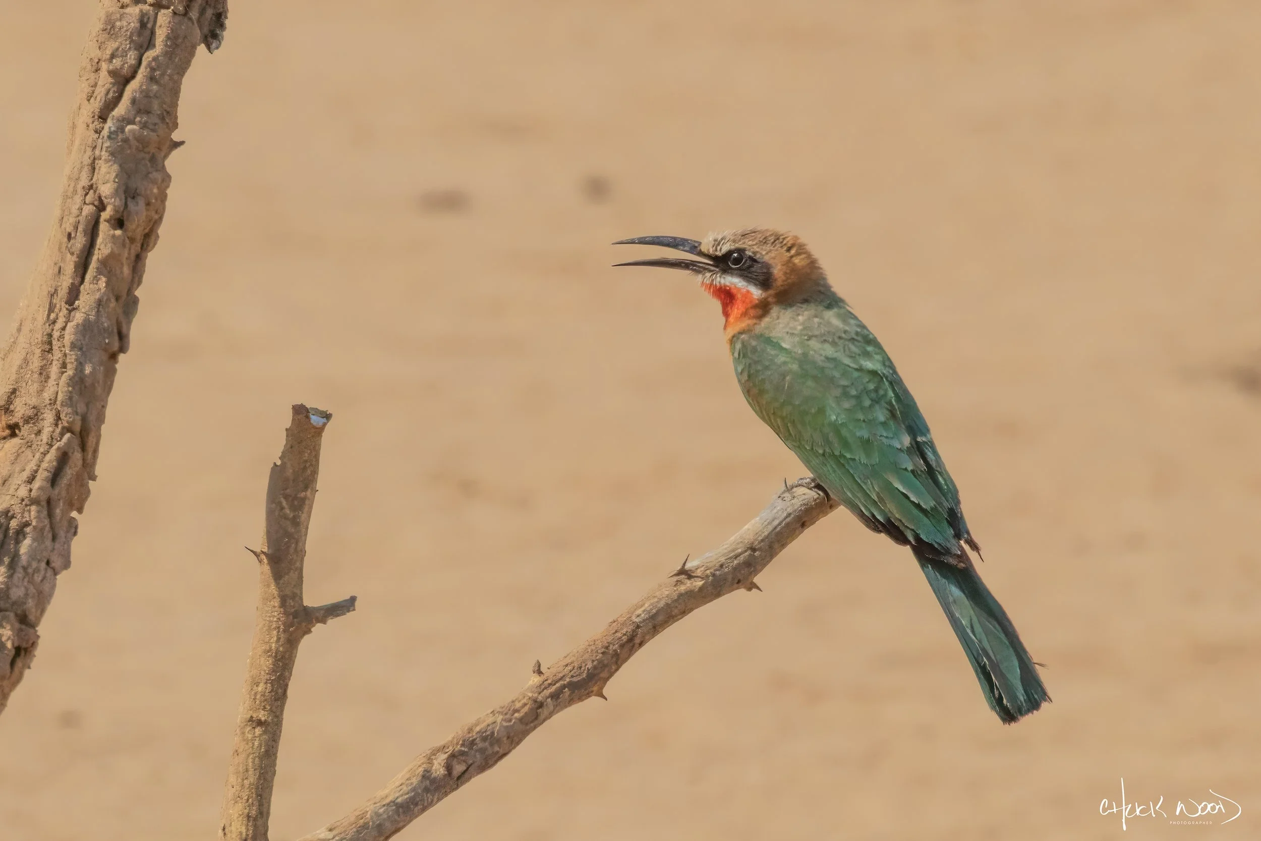  Mana Pools, Zimbabwe 2019 