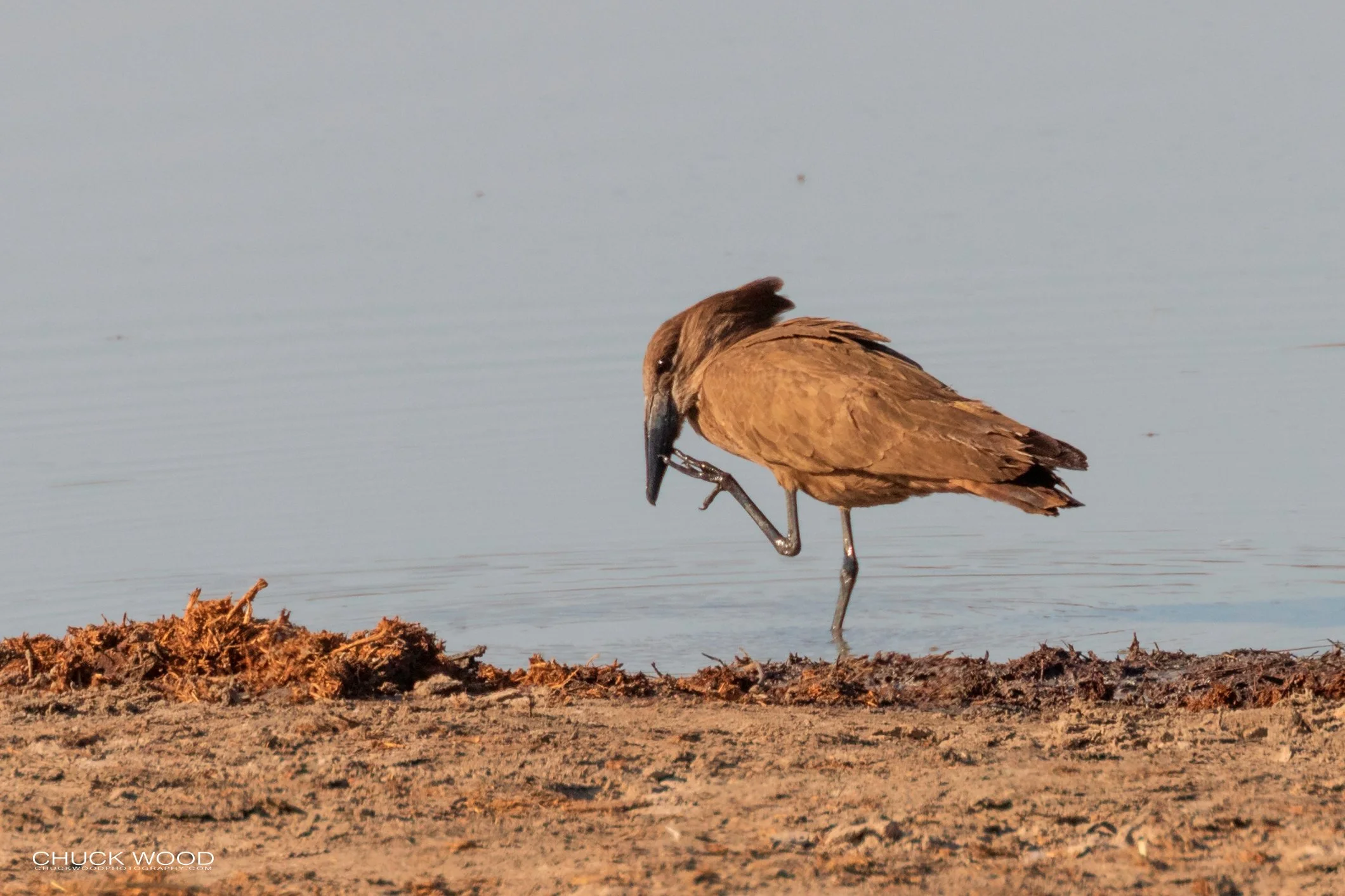 Hwange, Zimbabwe 2019