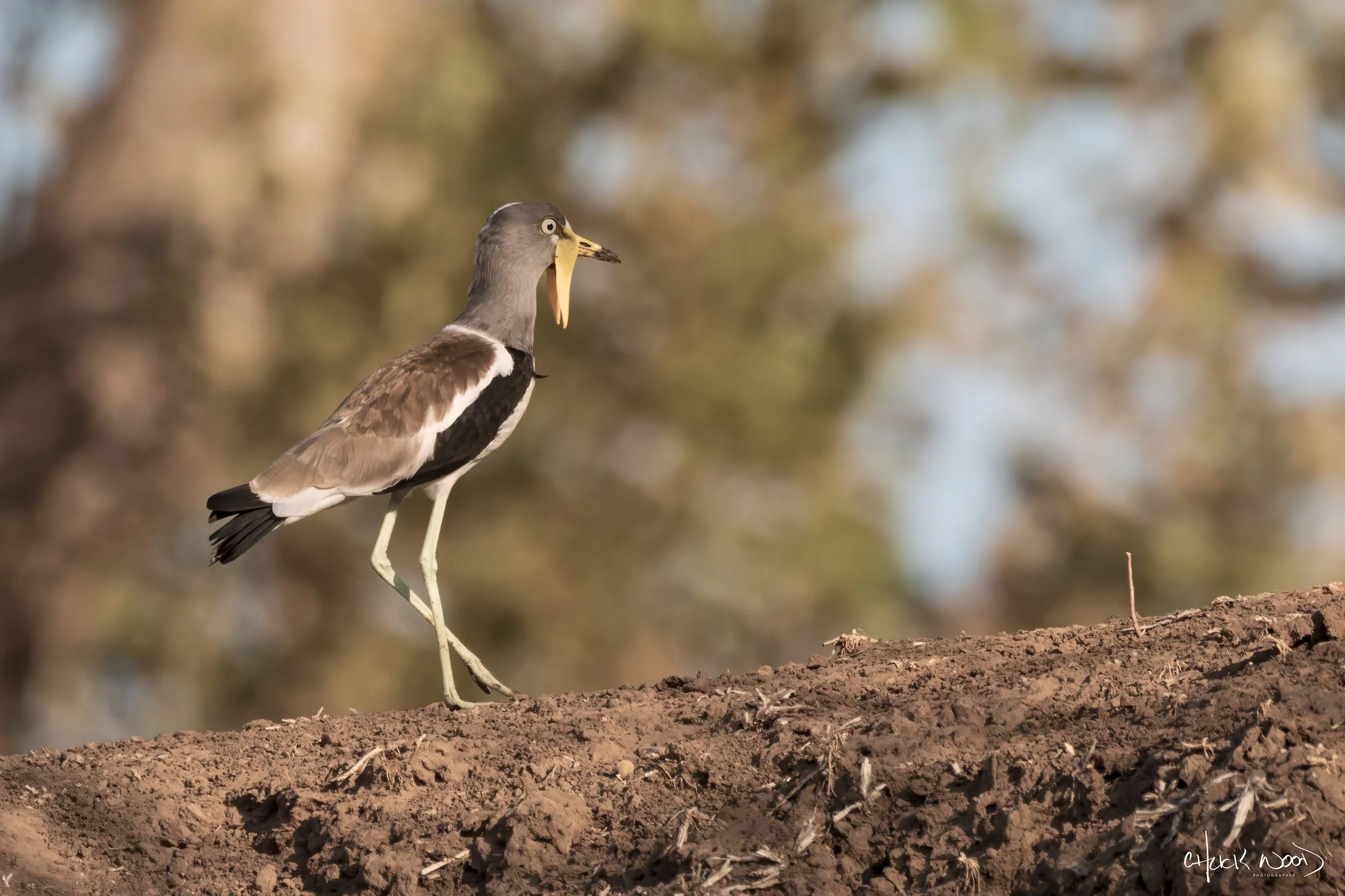  Mana Pools, Zimbabwe 2019 