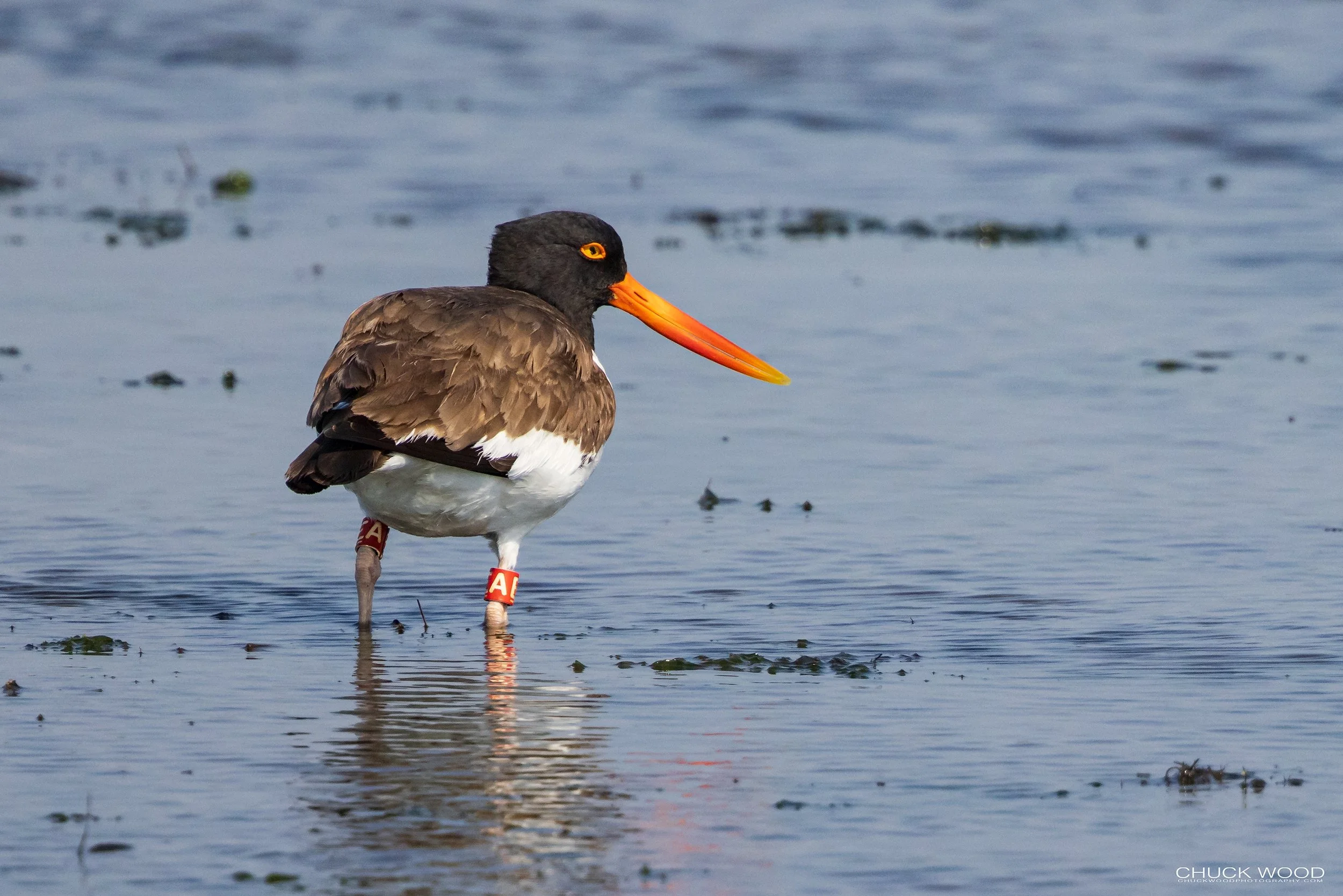  Forsythe NWR, NJ 2022 