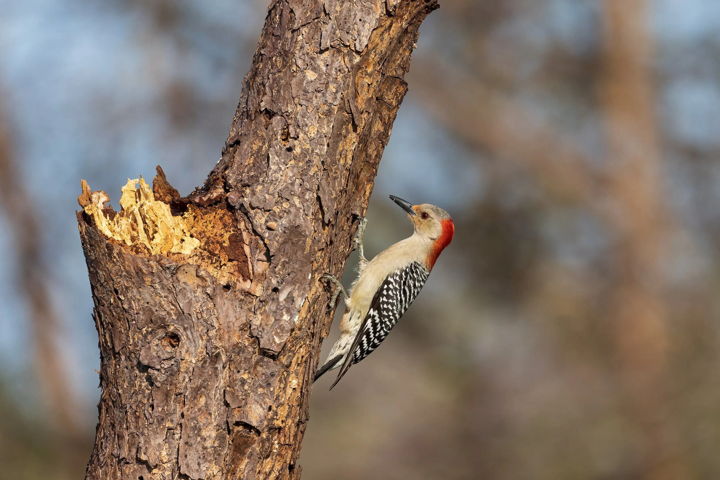  Wakodahatchee, FL 2023 