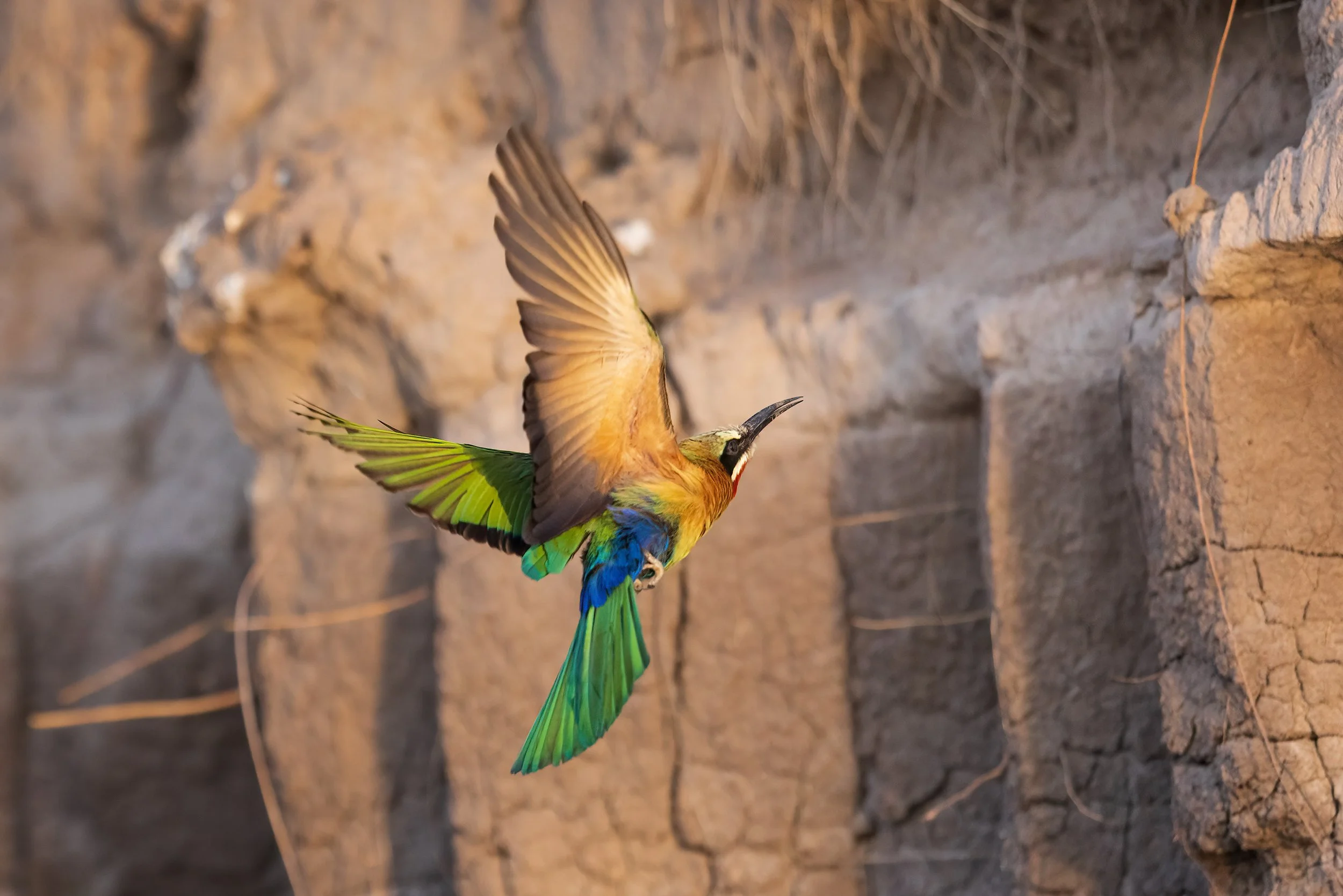  Chobe River, Botswana 2023 