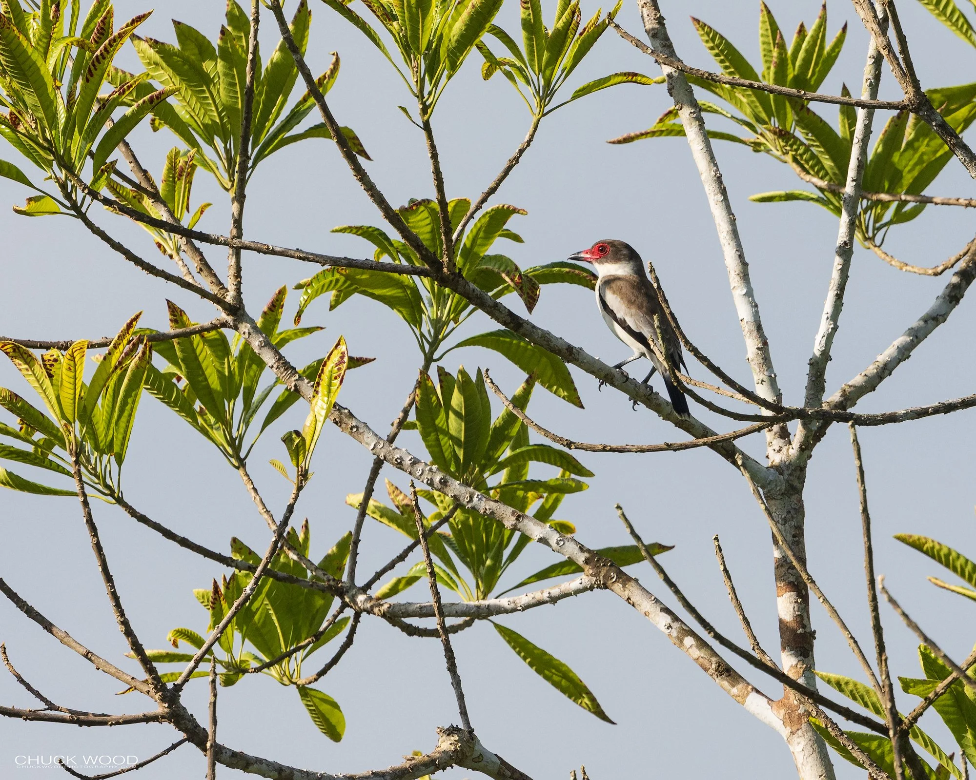  Osa Peninsula, Costa Rica 2022 