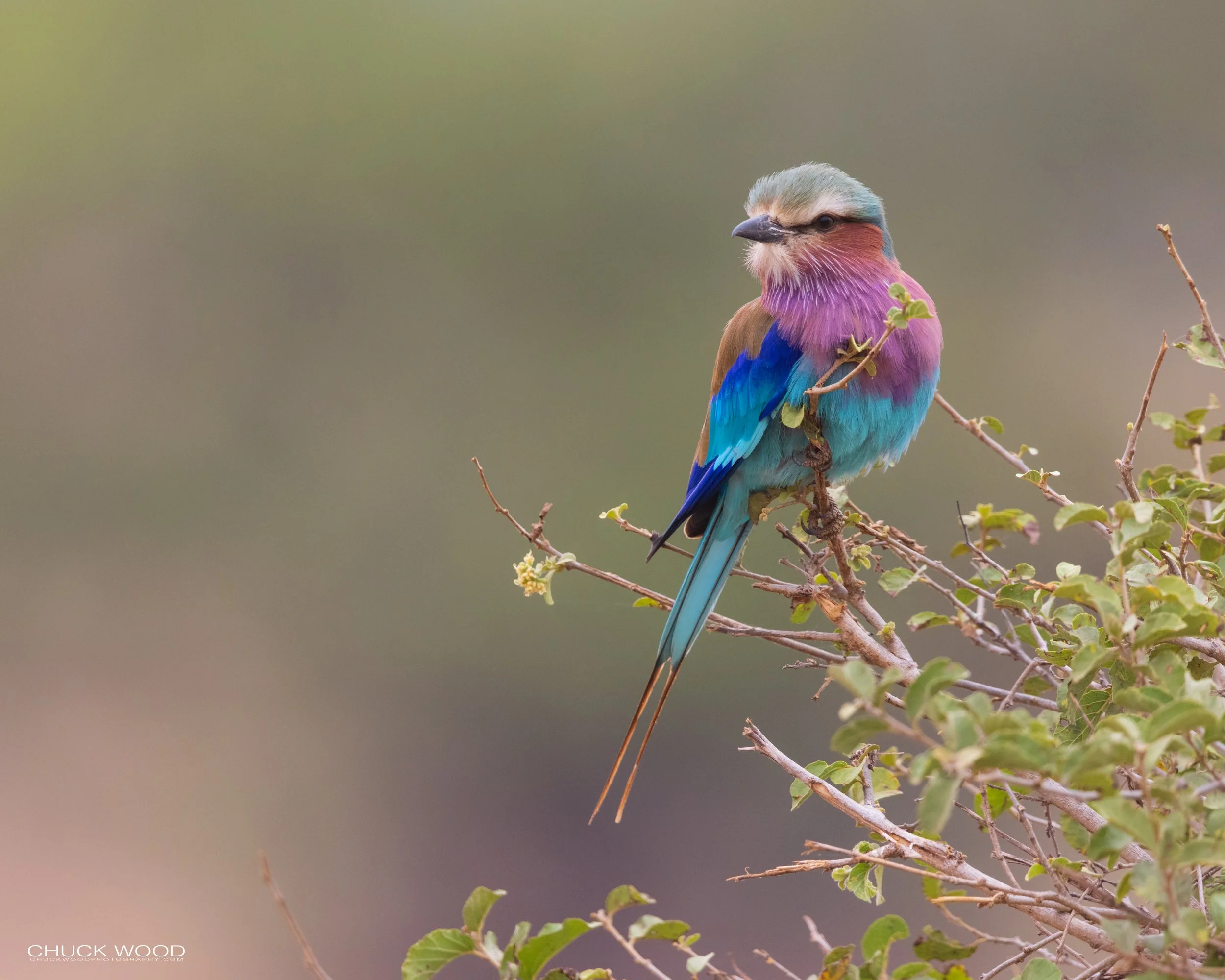  Tarangire, Tanzania 2021 