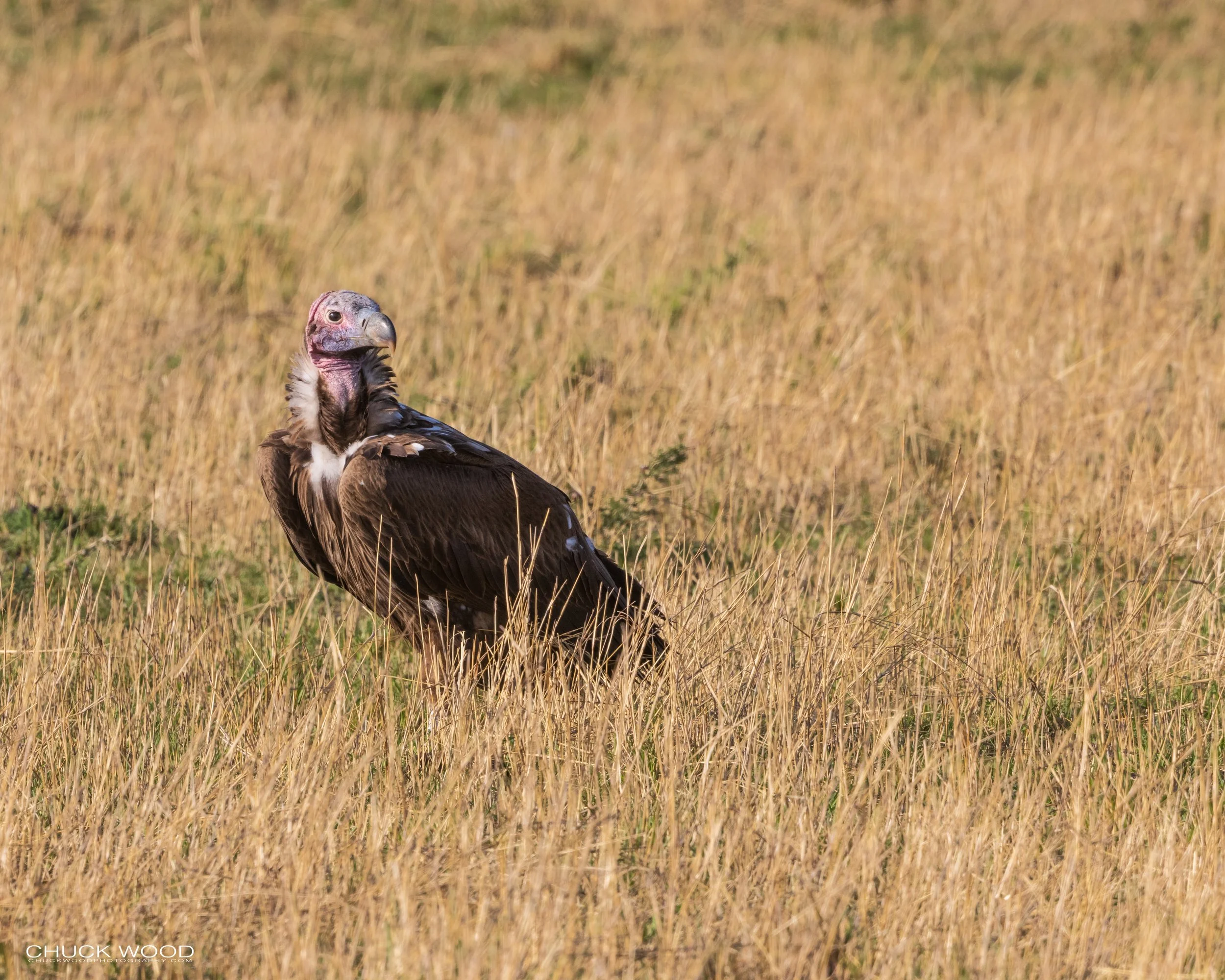  Serengeti, Tanzania 2021 