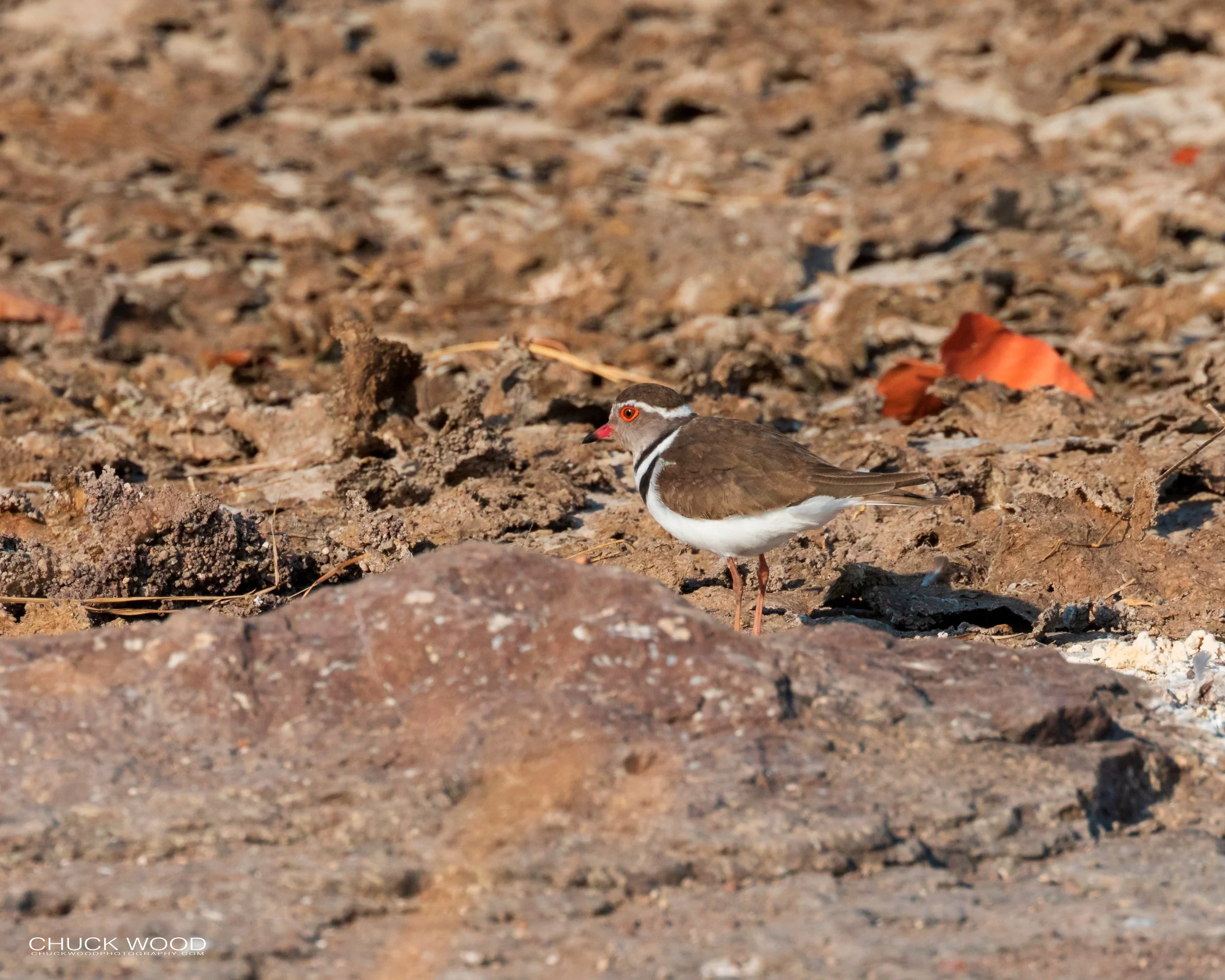  Hwange, Zimbabwe 2019 