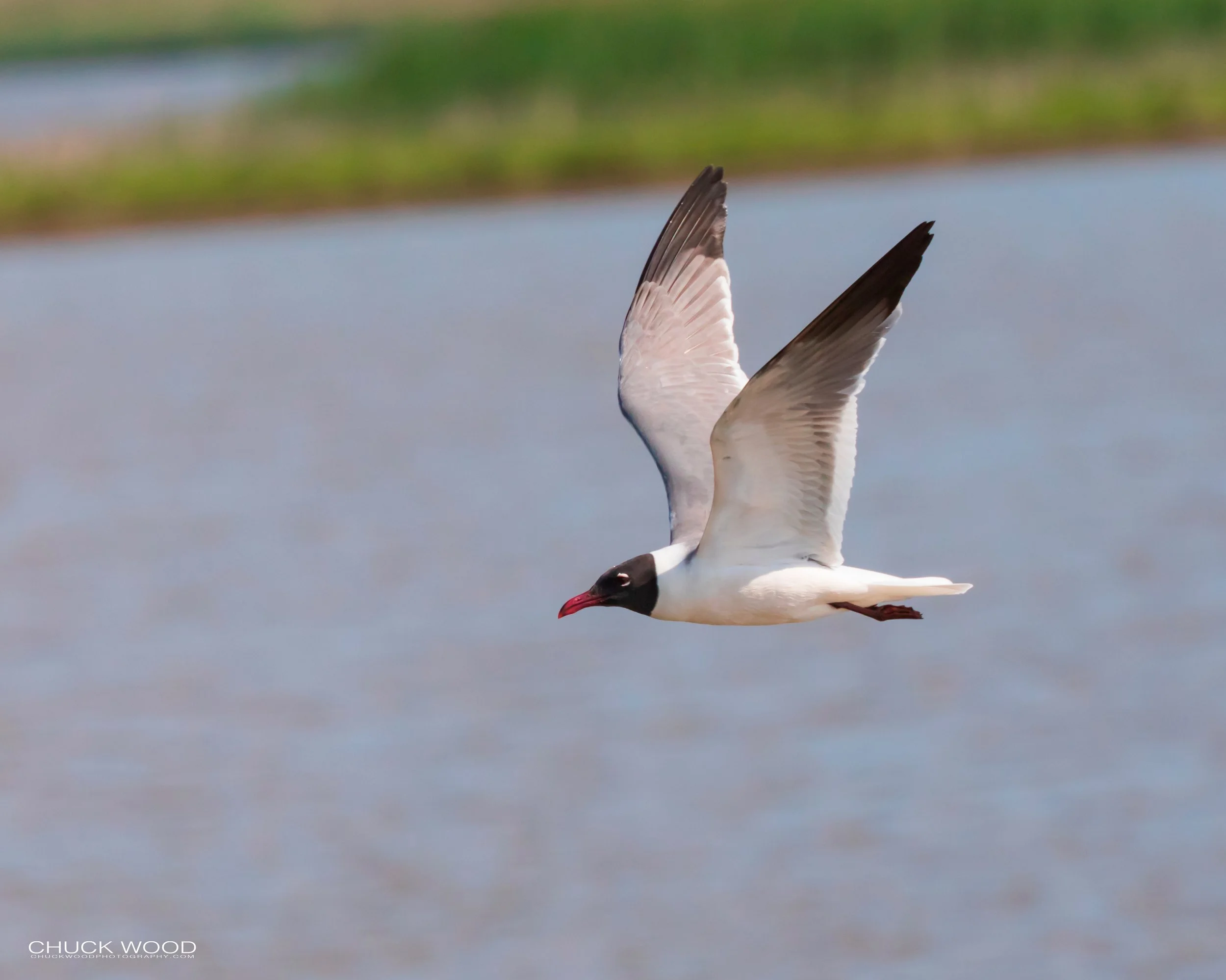  Forsythe NWR, NJ 2019 