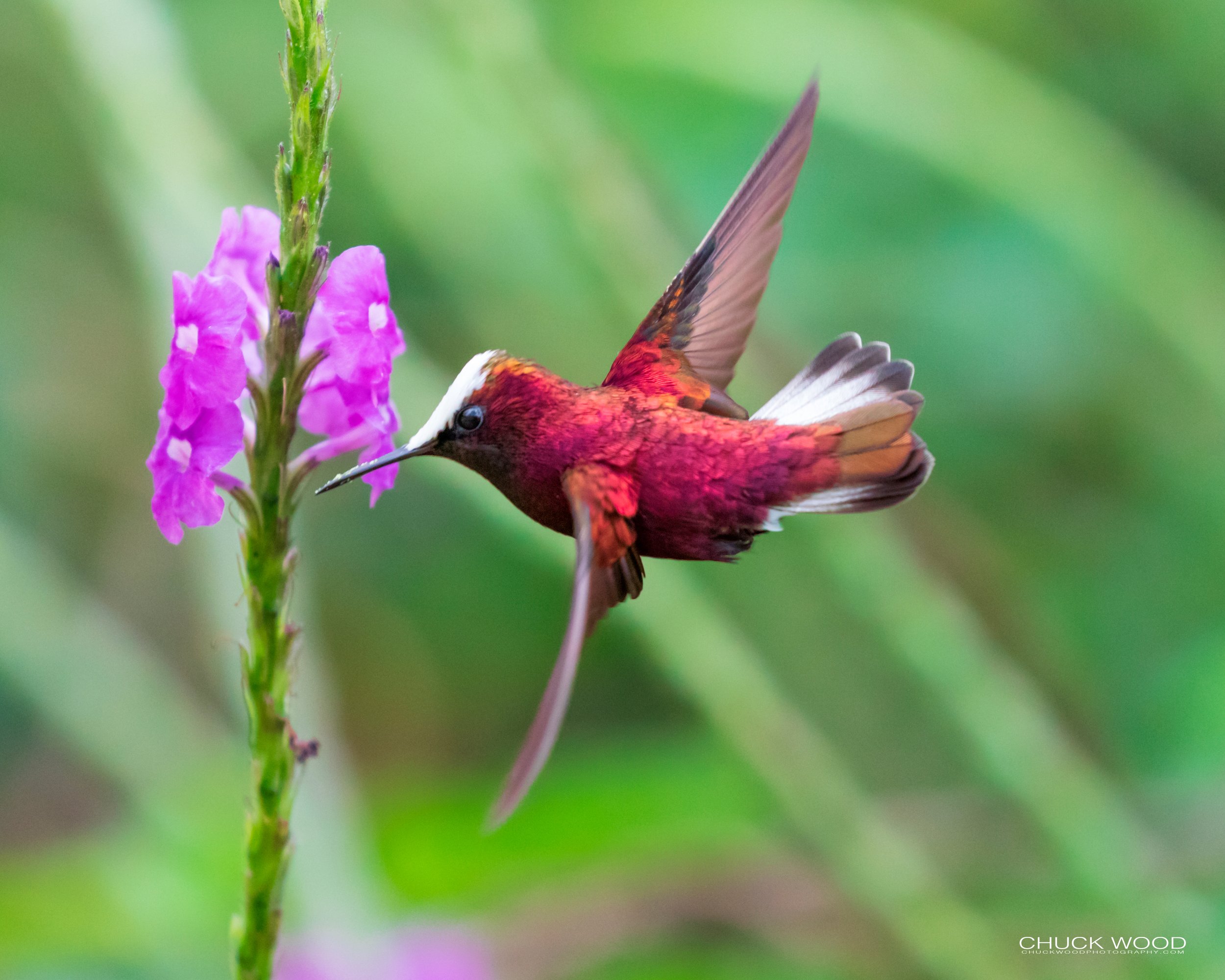  Rancho Naturalista, Costa Rica 2020 