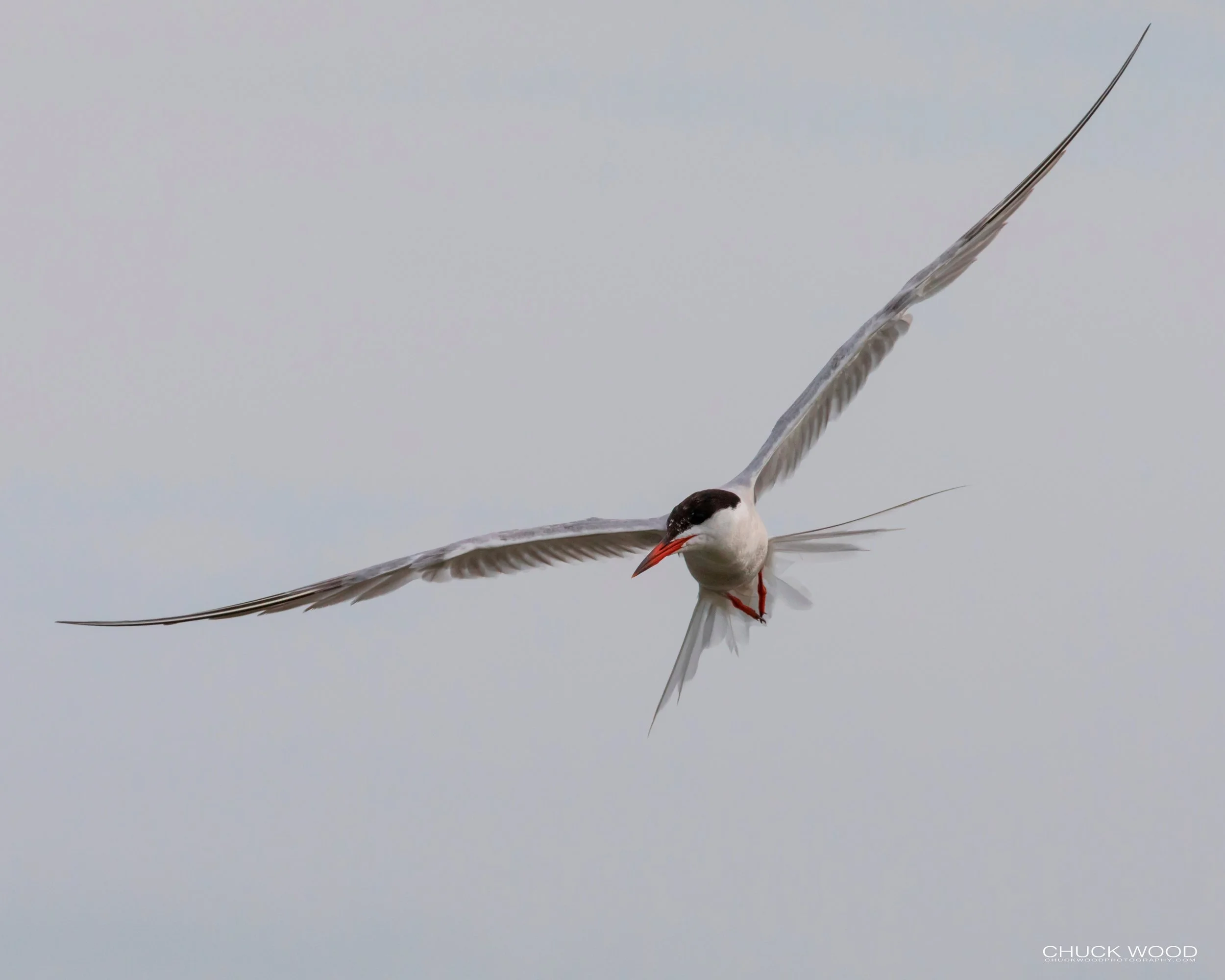  Forsythe NWR, NJ 2019 