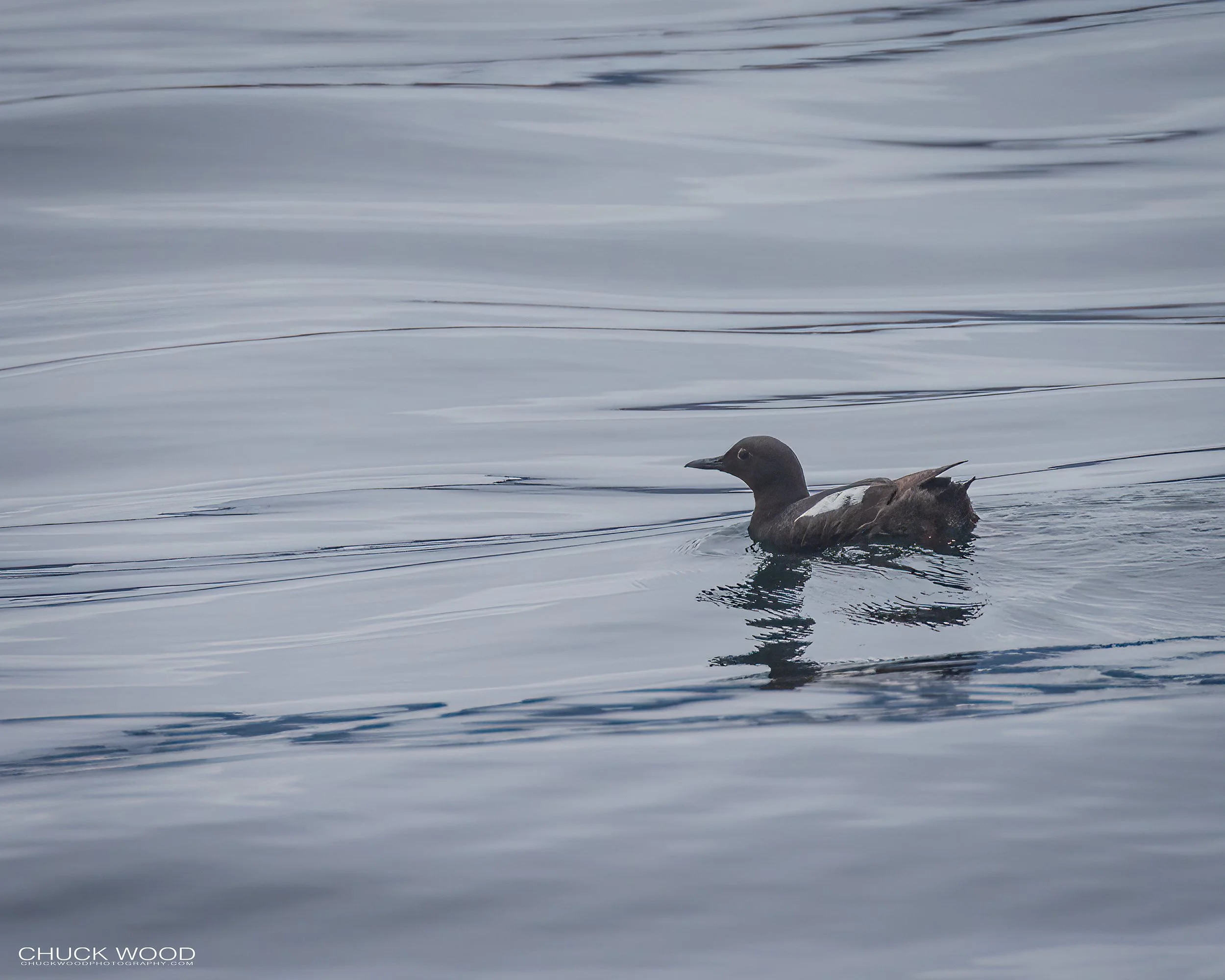 Pigeon-Guillemot-202207801-Resurection-Bay-AK-01-1-WB.jpg