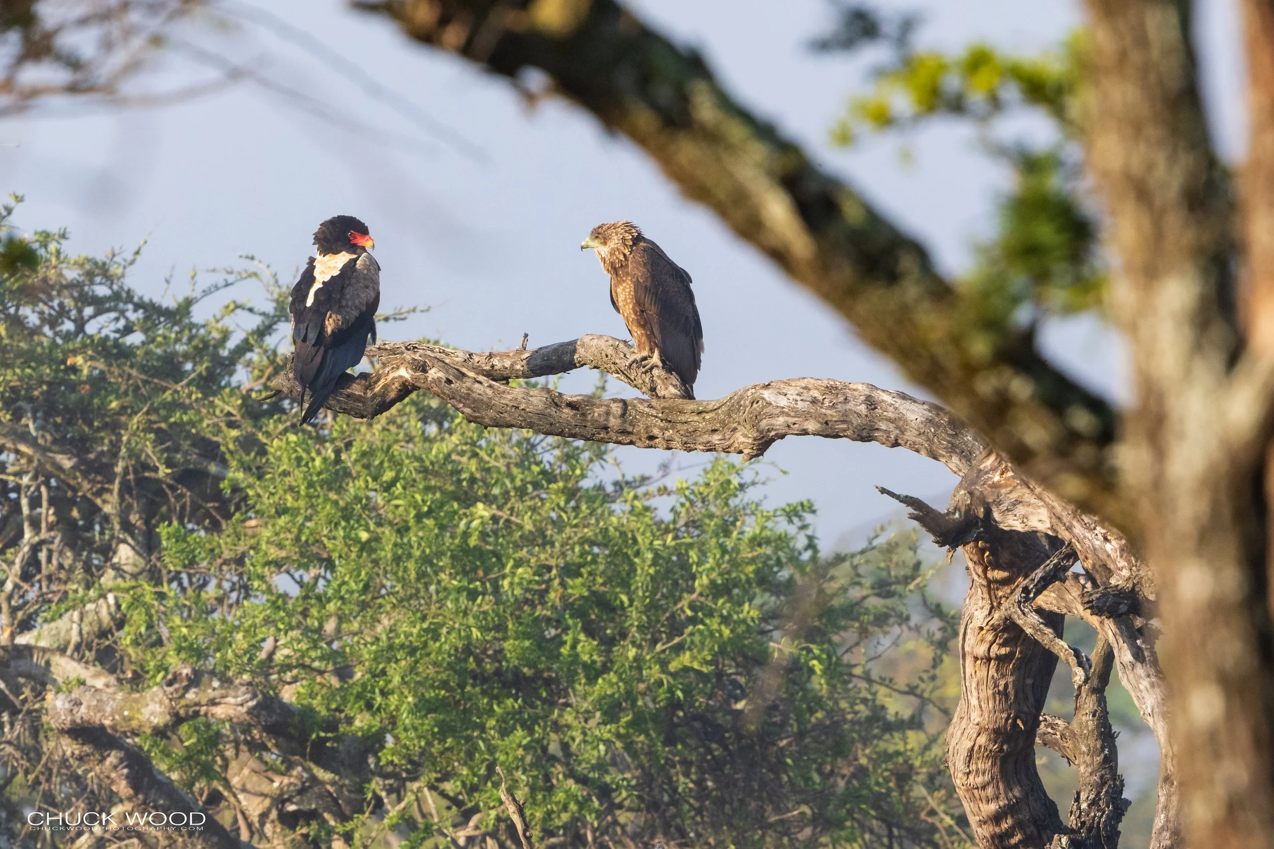  Serengeti, Tanzania 2021 