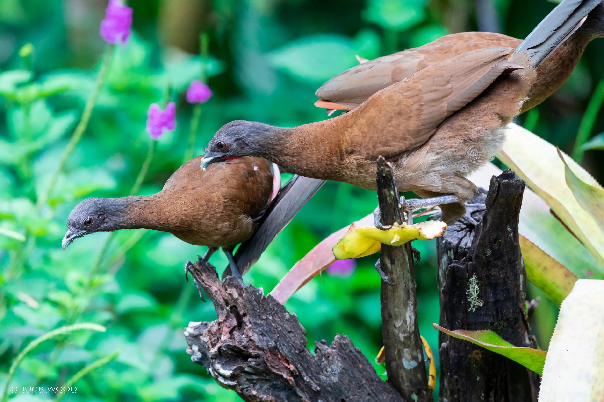  Rancho Naturalista, Costa Rica 2020 