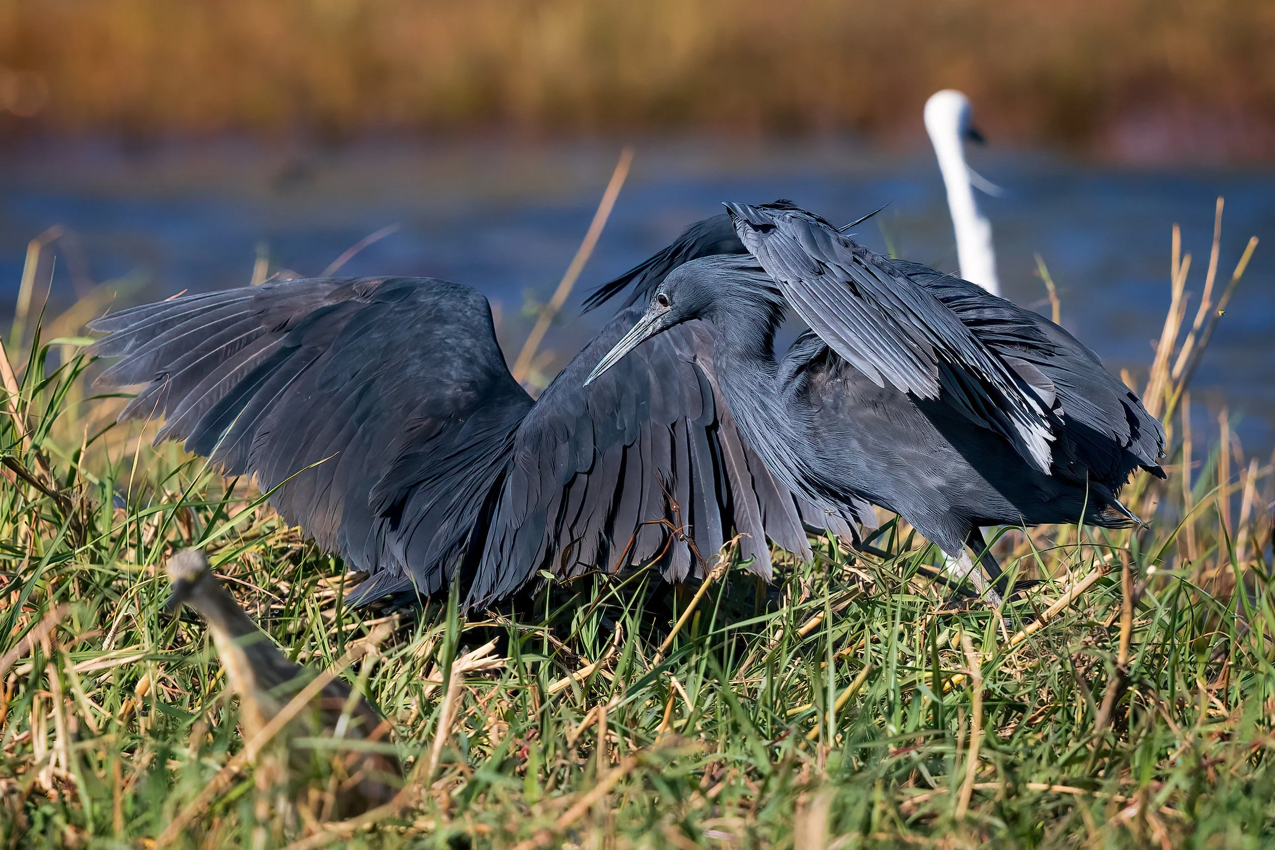  Chobe River, Botswana 2023 