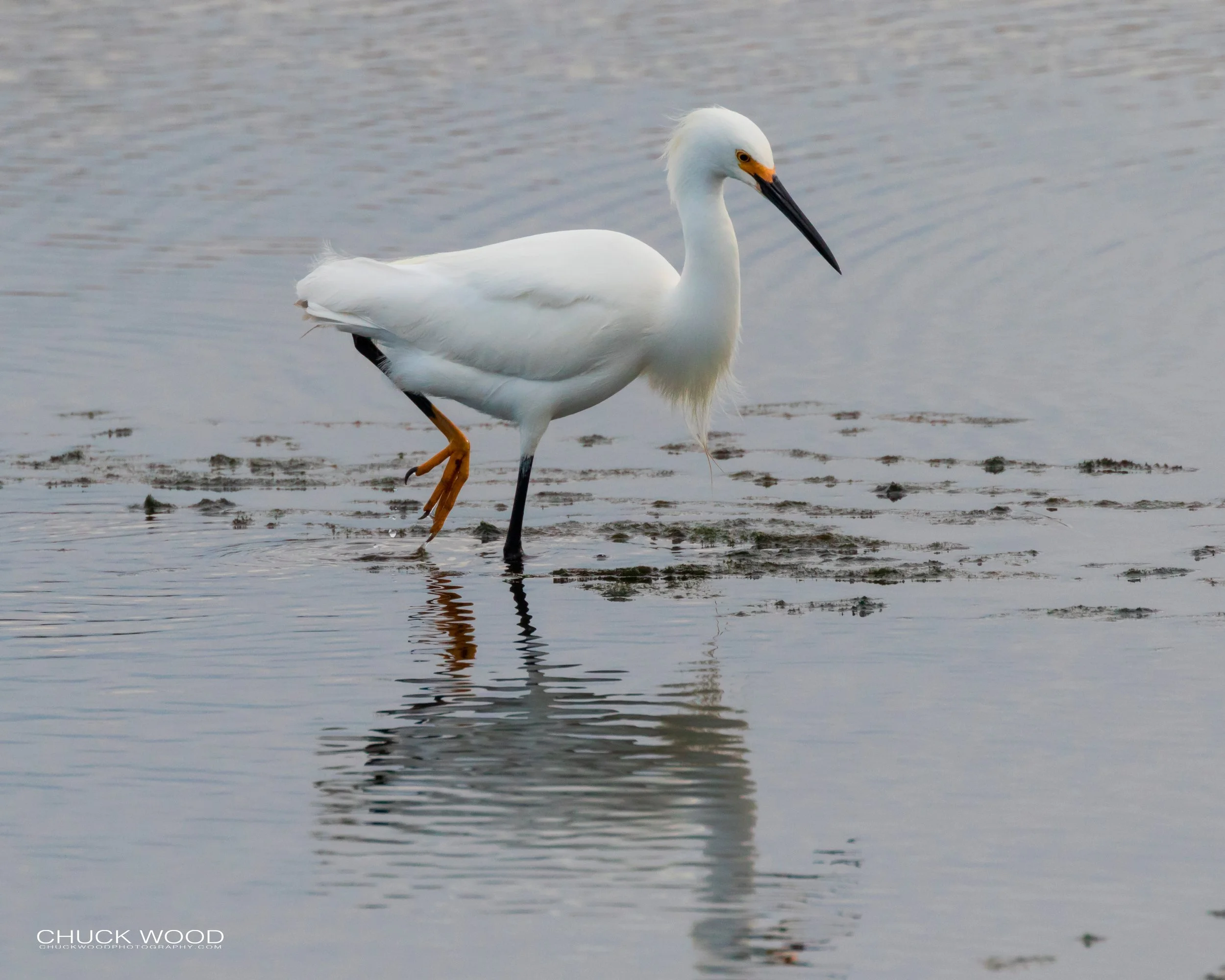  Forsythe NWR, NJ 2019 