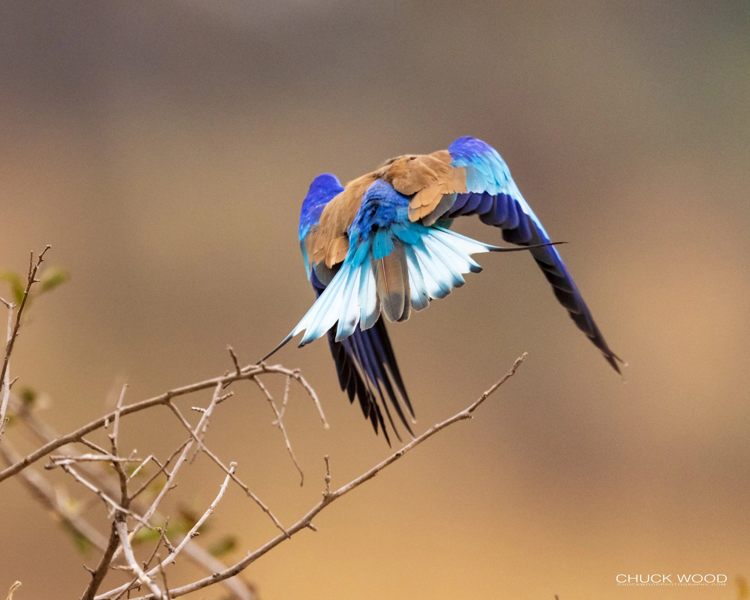  Tarangire, Tanzania 2021 