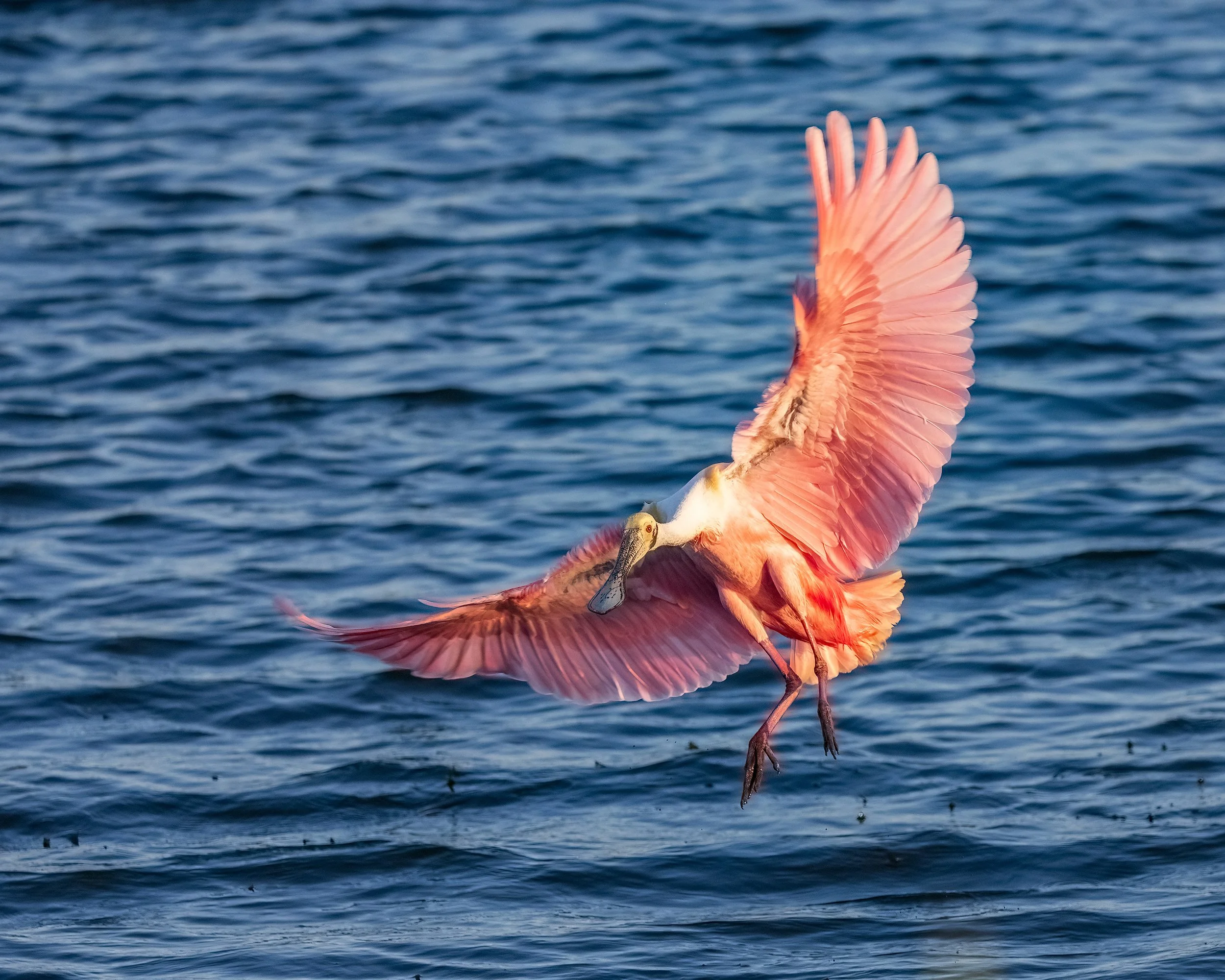  Stick Marsh, FL 2023 