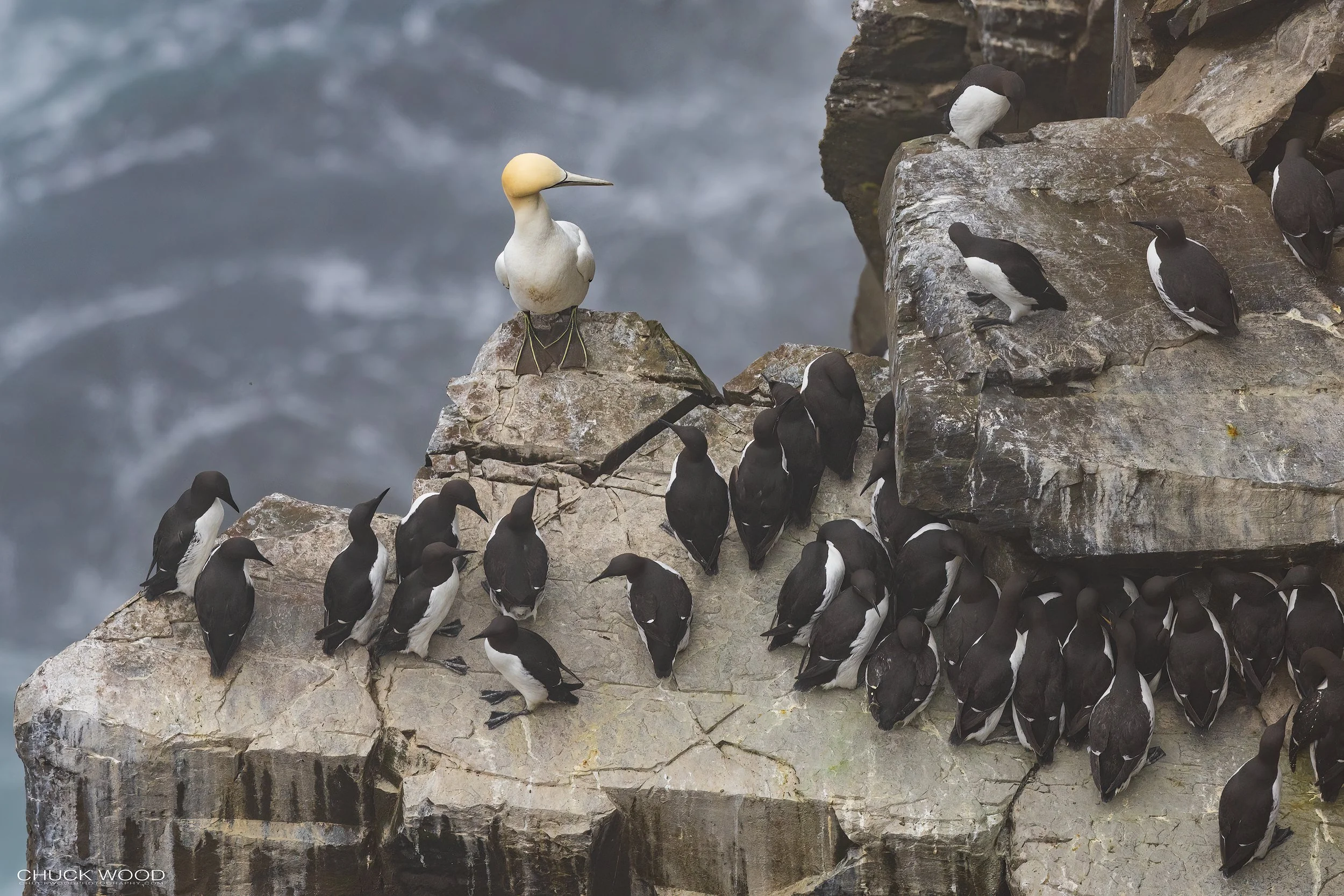  Cape St. Marys, NL 2022 