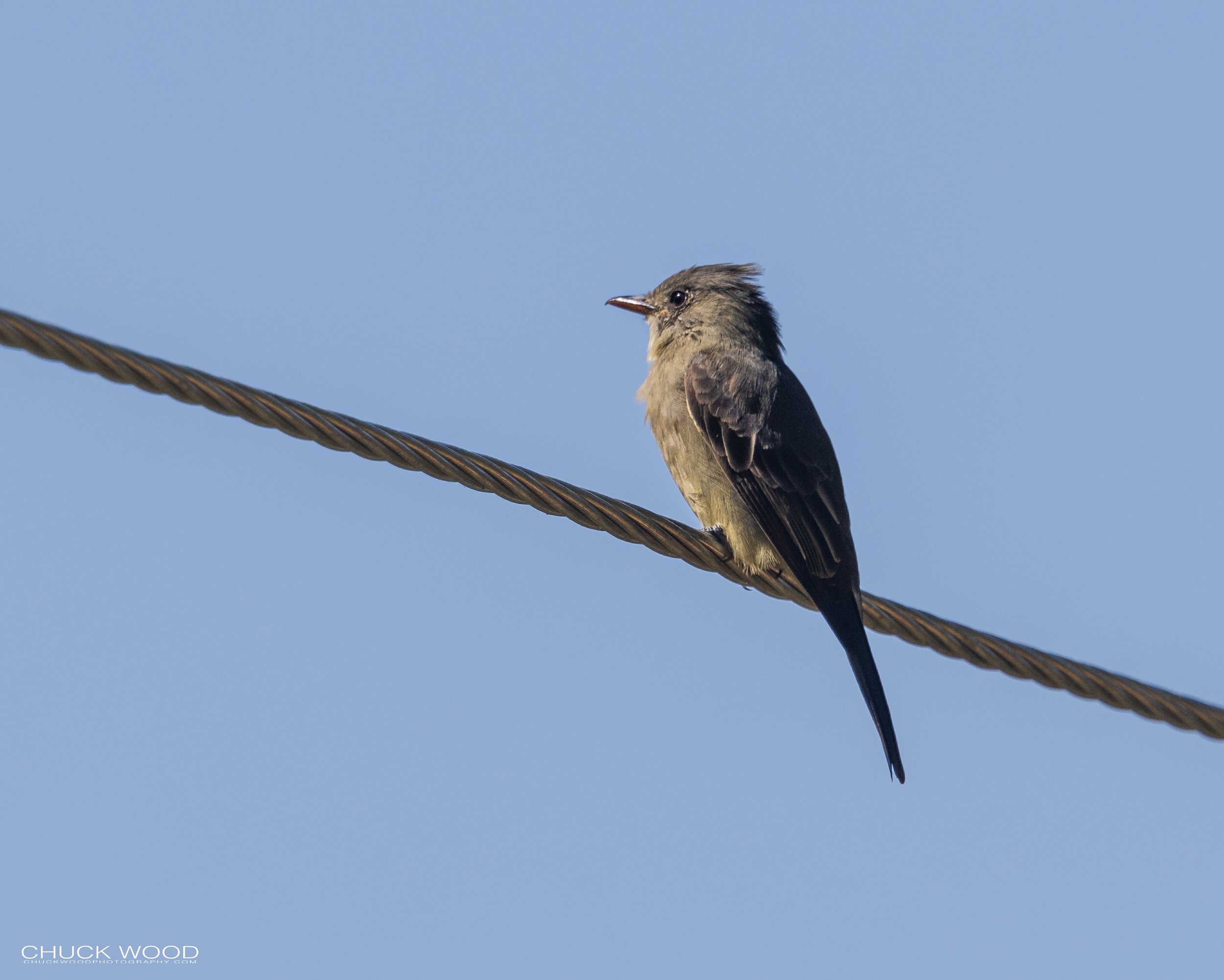  Arroyo Guacamaya Oaxaca, MX 2022 I/ 