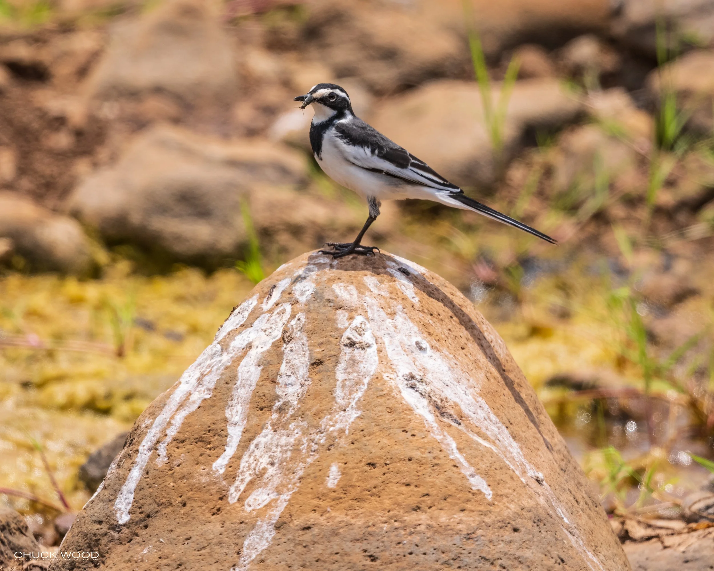  Lake Manyara, Tanzania 2021 