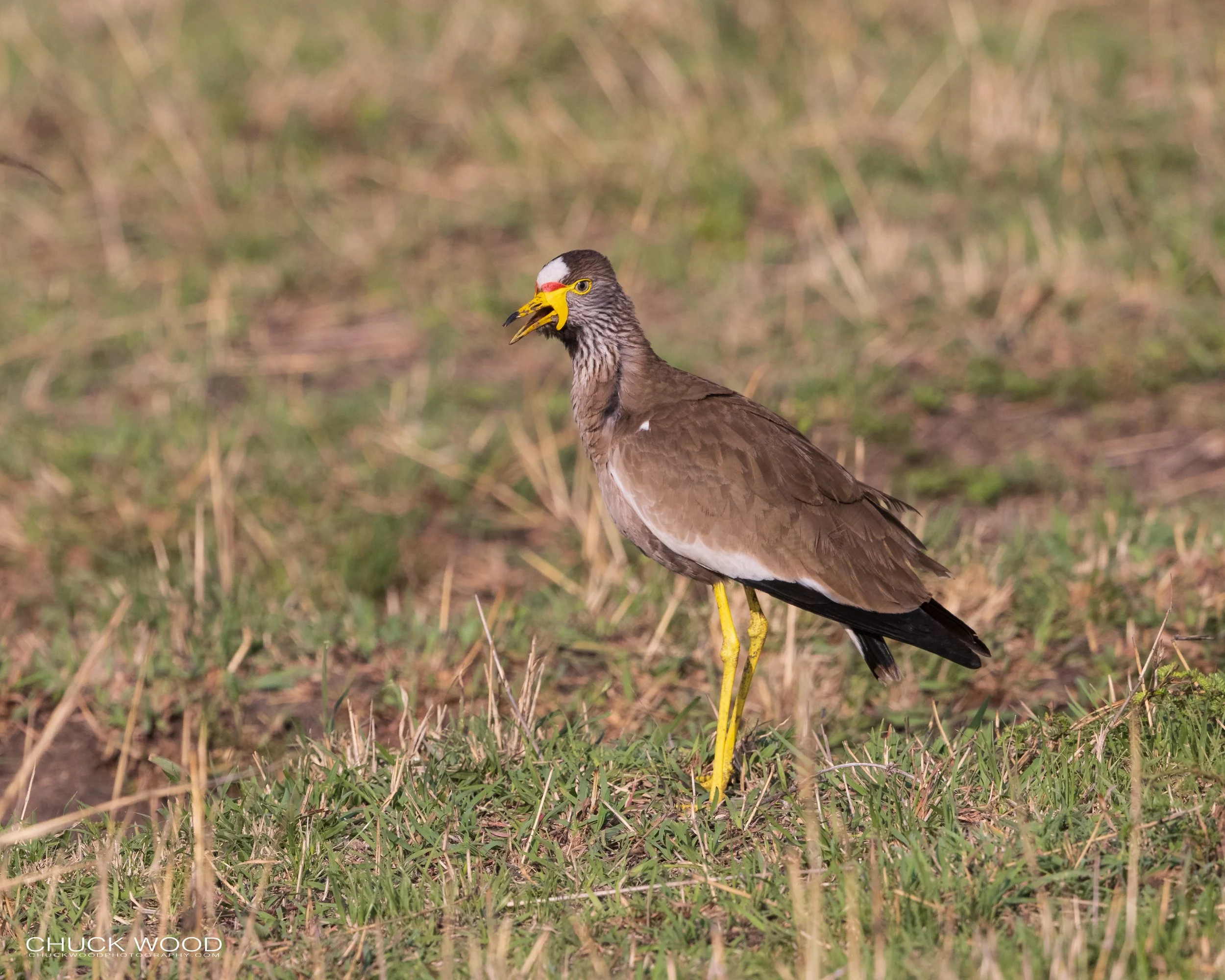 Serengeti, Tanzania 2021 