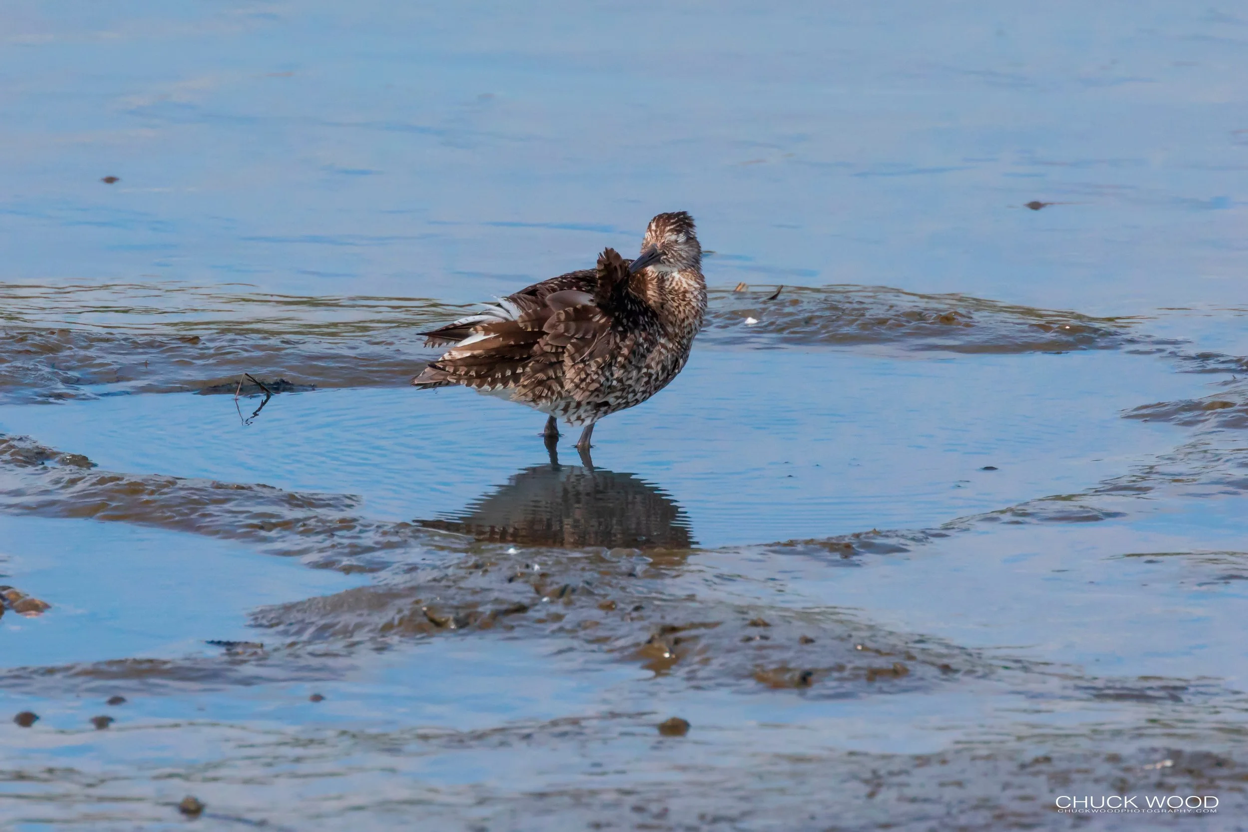   Forsythe NWR, NJ 2019 