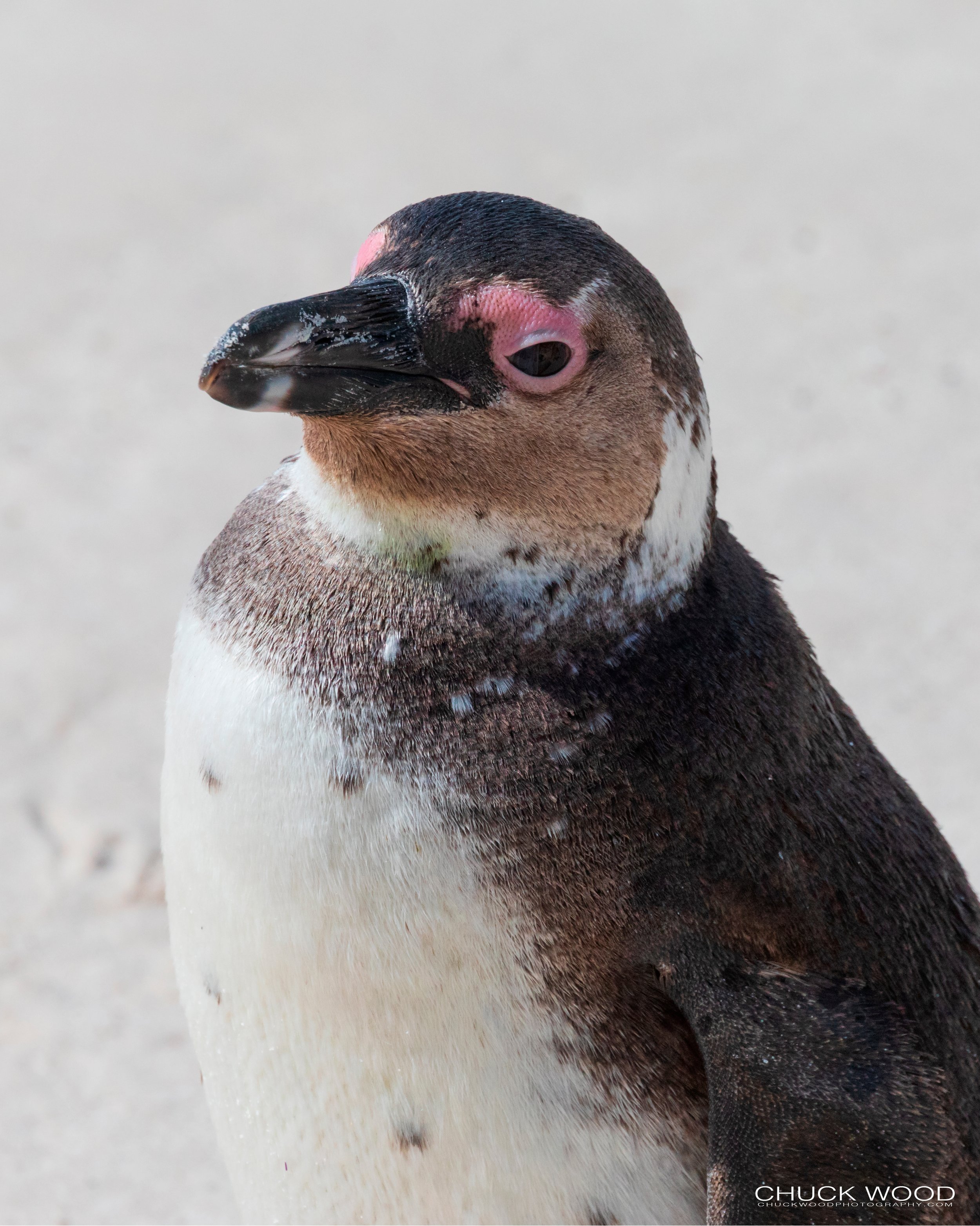  Boulders Beach, Cape Town 2019 